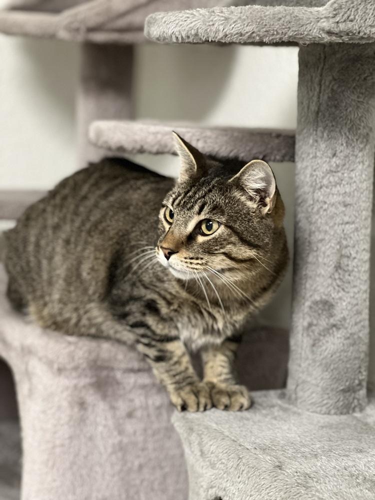 Enlarge Maisie, a Adoptable mixed breed in Jamestown, CA image 2/6