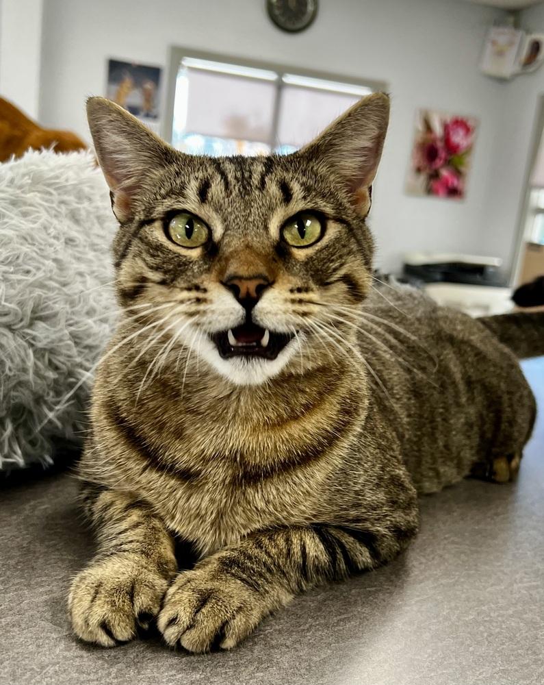 Enlarge Maisie, a Adoptable mixed breed in Jamestown, CA image 4/6