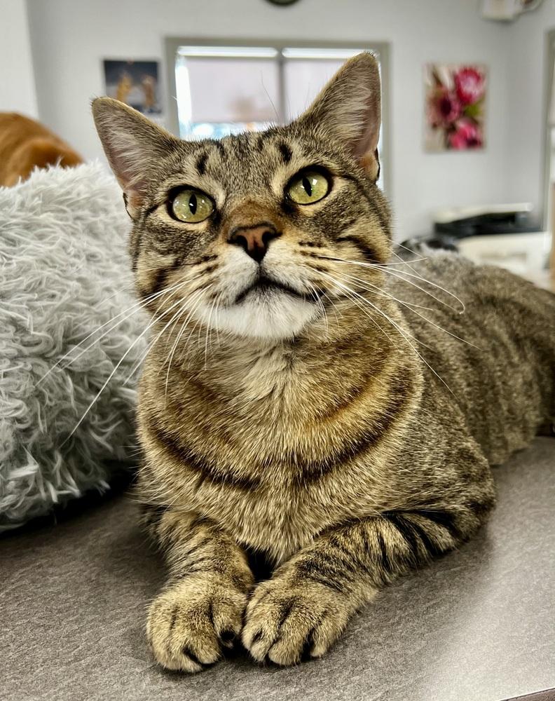 Maisie, Adoptable, Adult Female Domestic Short Hair & Tabby.