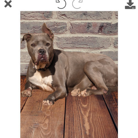 THOR THOR, Adoptable, Adult Male American Staffordshire Terrier & American Bulldog.