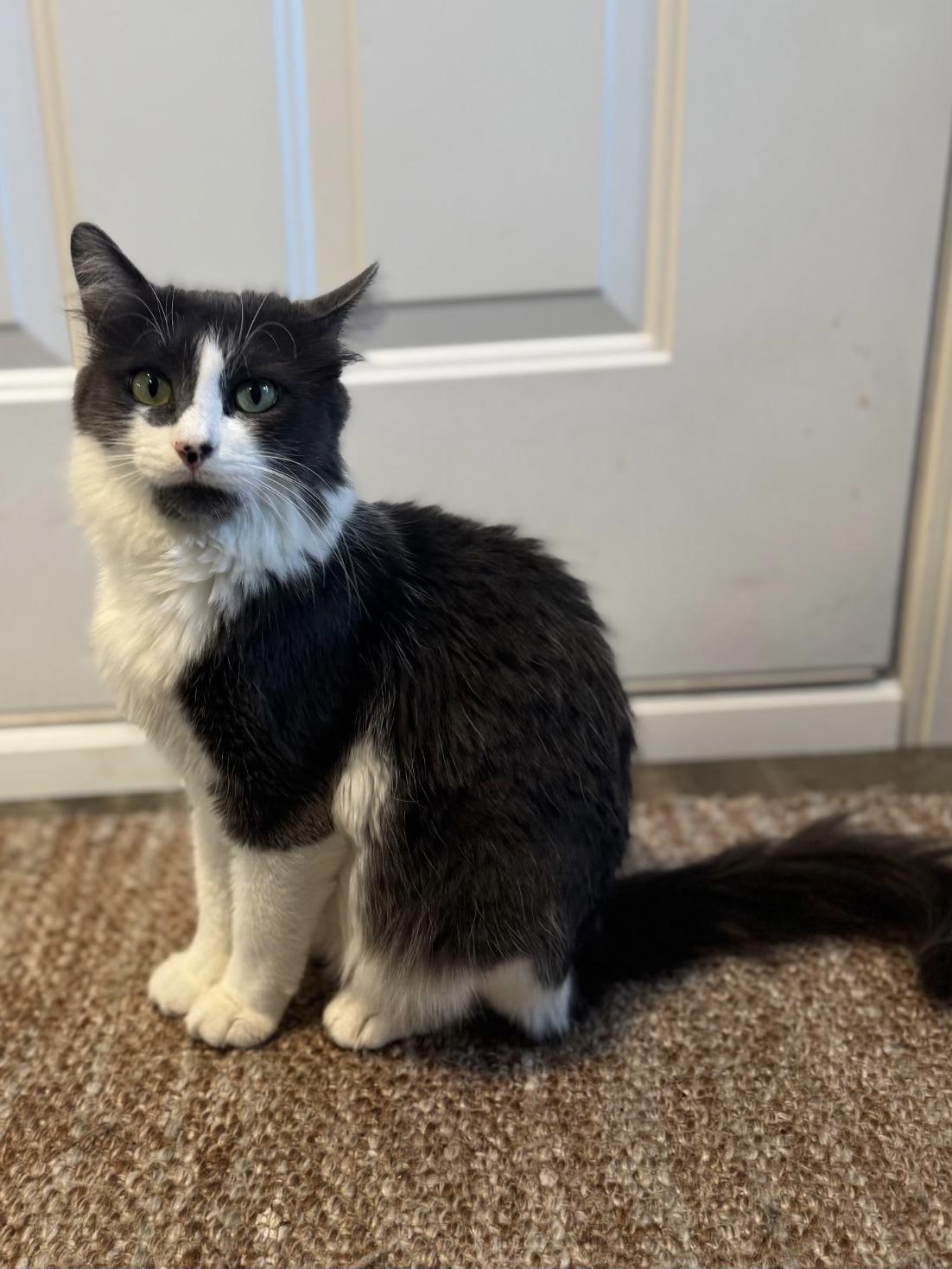 Enlarge Mochi, a Adoptable Domestic Long Hair in Wautoma, WI image 2/3