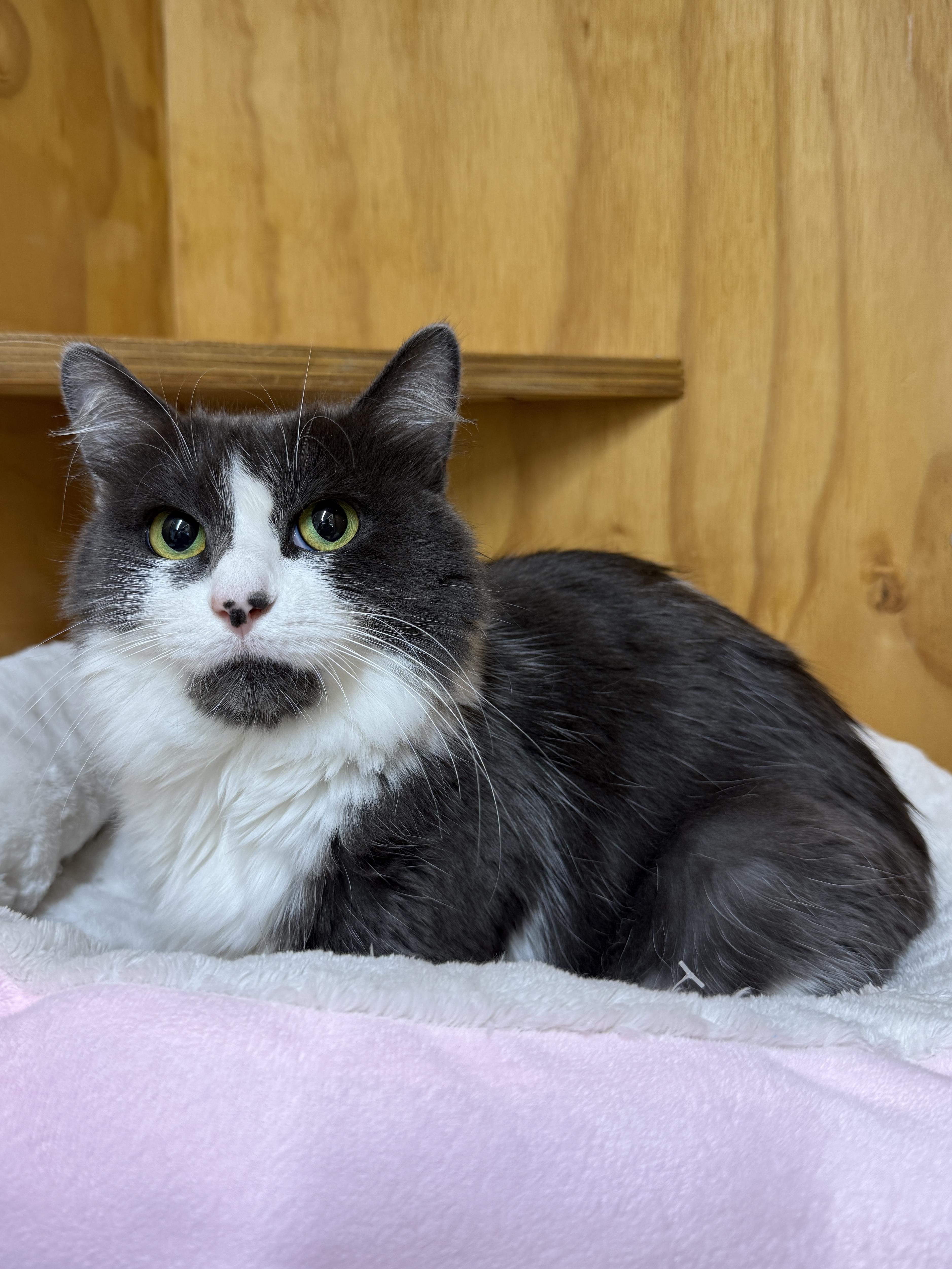 Enlarge Mochi, a Adoptable Domestic Long Hair in Wautoma, WI image 3/3