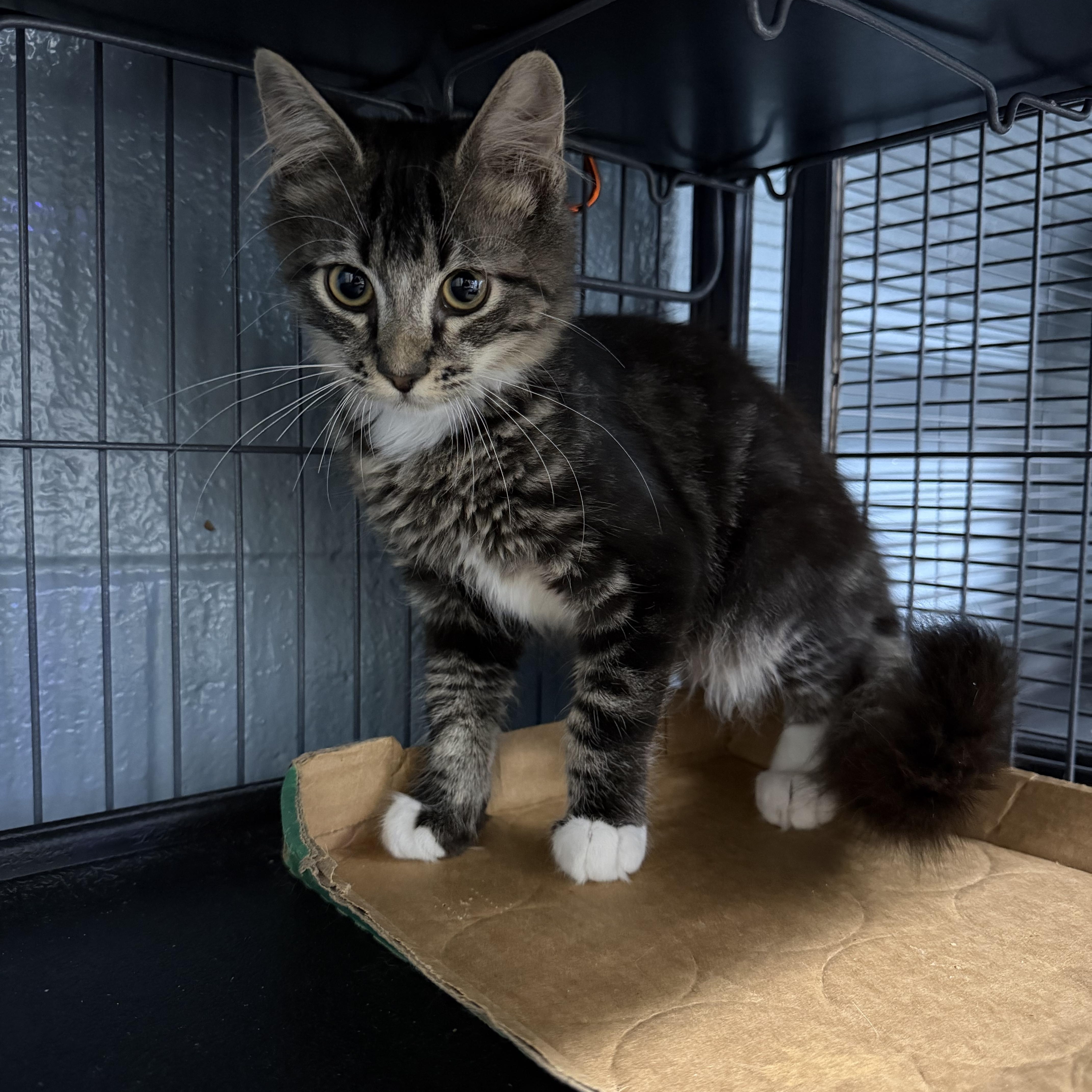 Enlarge Sutton, a ADOPTABLE Domestic Medium Hair in Albemarle, NC image 2/2