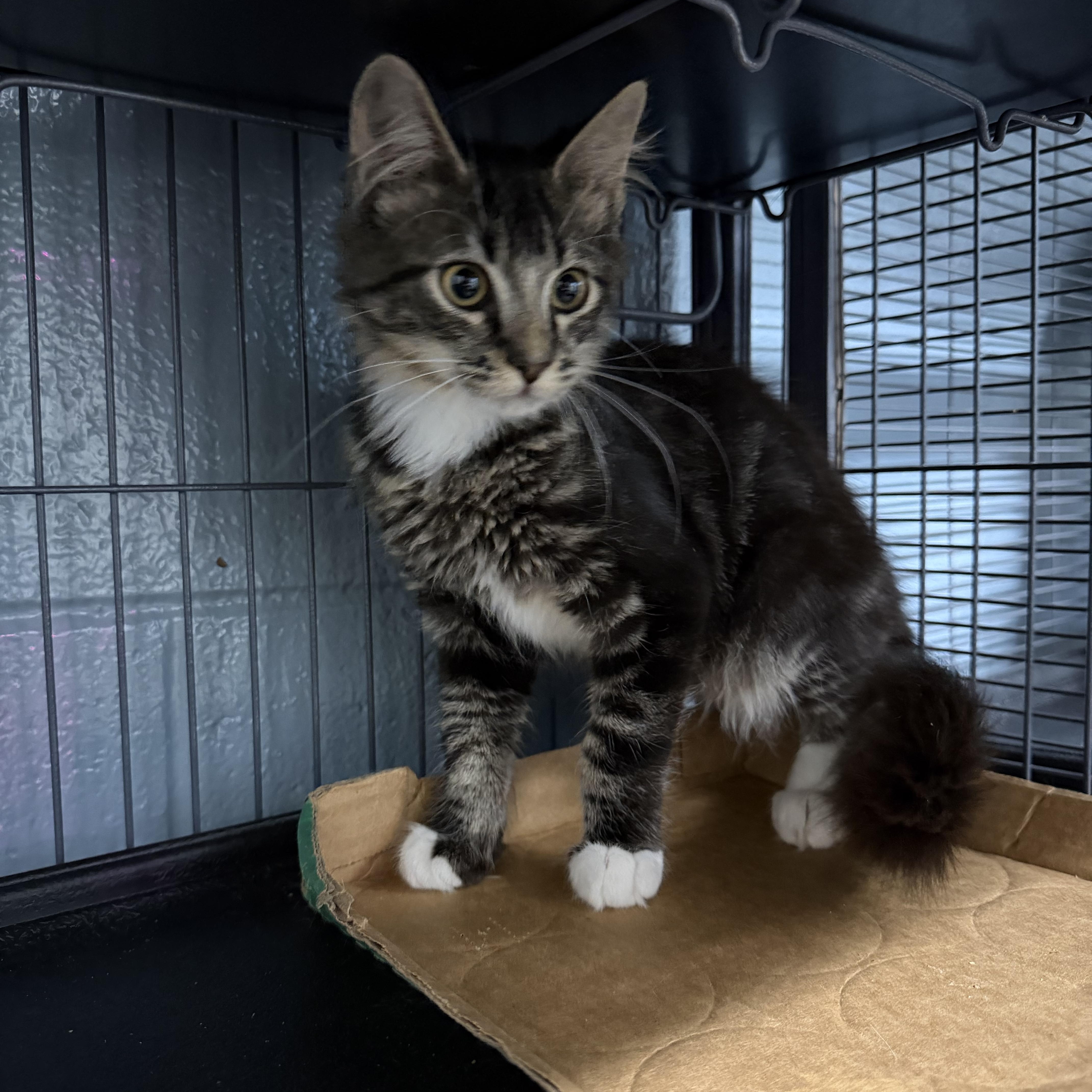 Sutton, ADOPTABLE, Young Male Domestic Medium Hair.