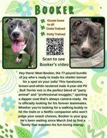 Enlarge Booker, a ADOPTABLE mixed breed in Denton, TX image 4/6