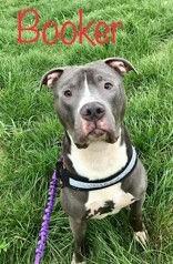 Booker, ADOPTABLE, Adult Male Pit Bull Terrier.