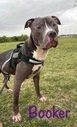 Enlarge Booker, a ADOPTABLE mixed breed in Denton, TX image 3/6
