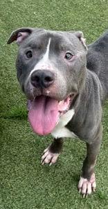 Enlarge Booker, a ADOPTABLE mixed breed in Denton, TX image 2/6
