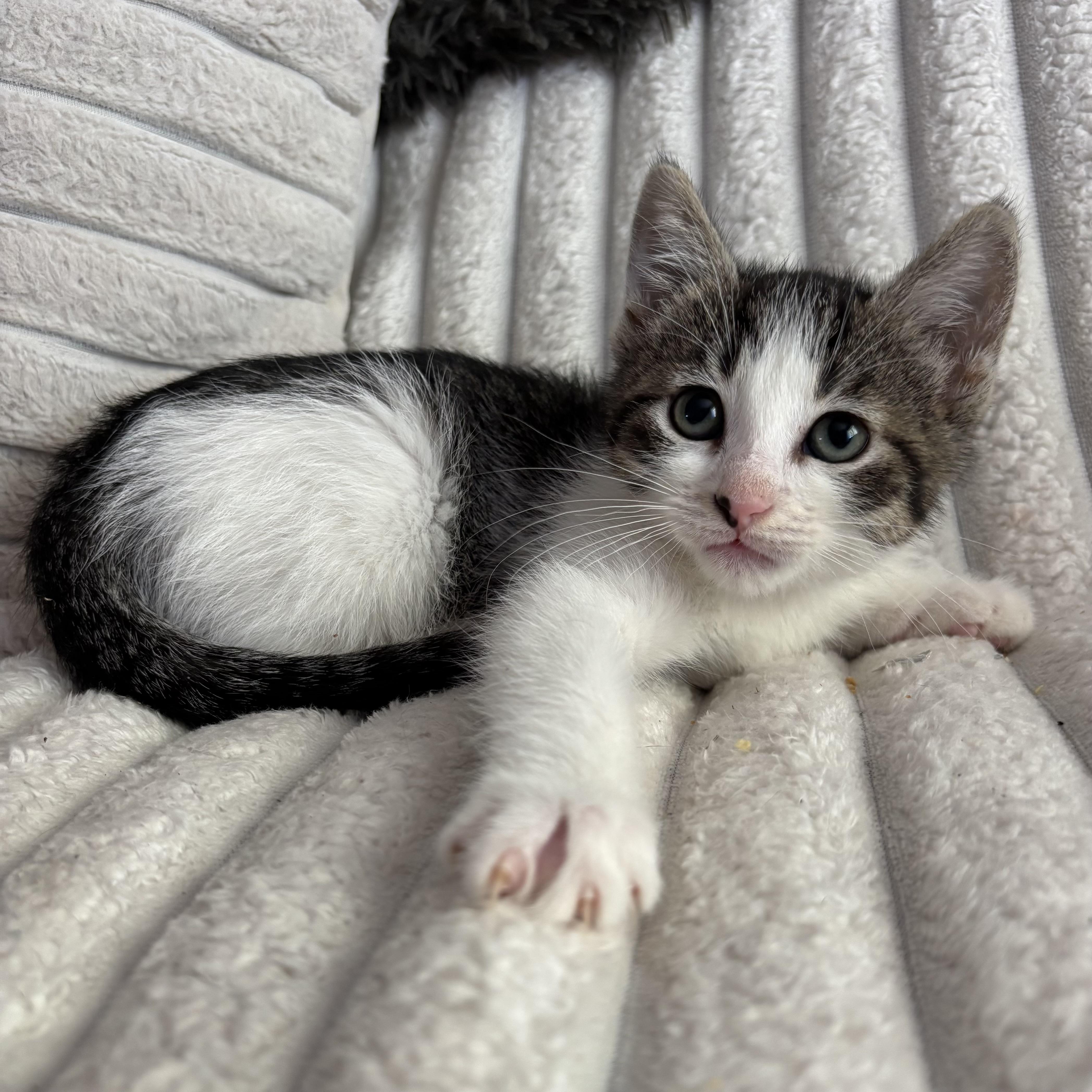Enlarge Lulu, a ADOPTABLE Domestic Short Hair in Bonney Lake, WA image 3/6