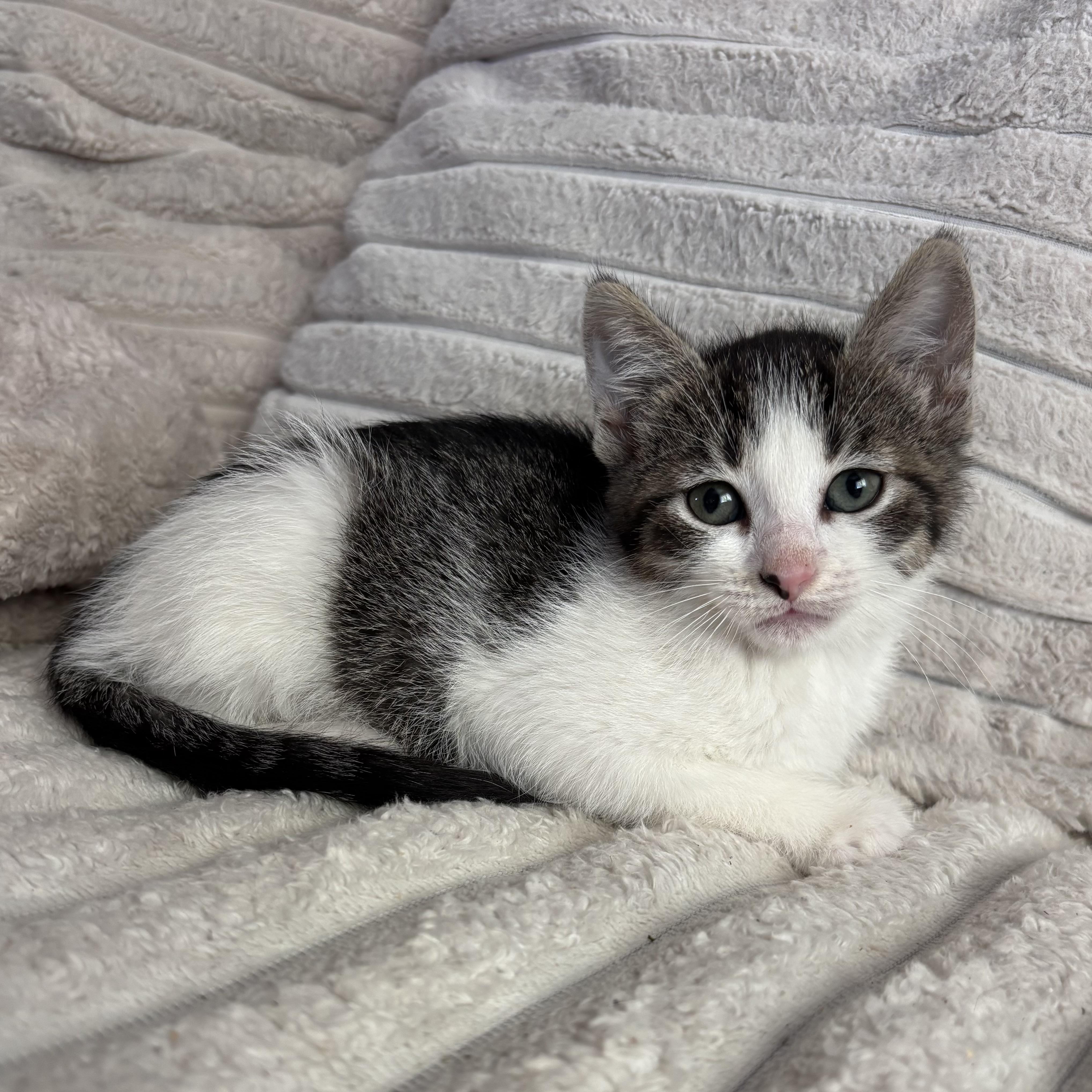 Enlarge Lulu, a ADOPTABLE Domestic Short Hair in Bonney Lake, WA image 5/6