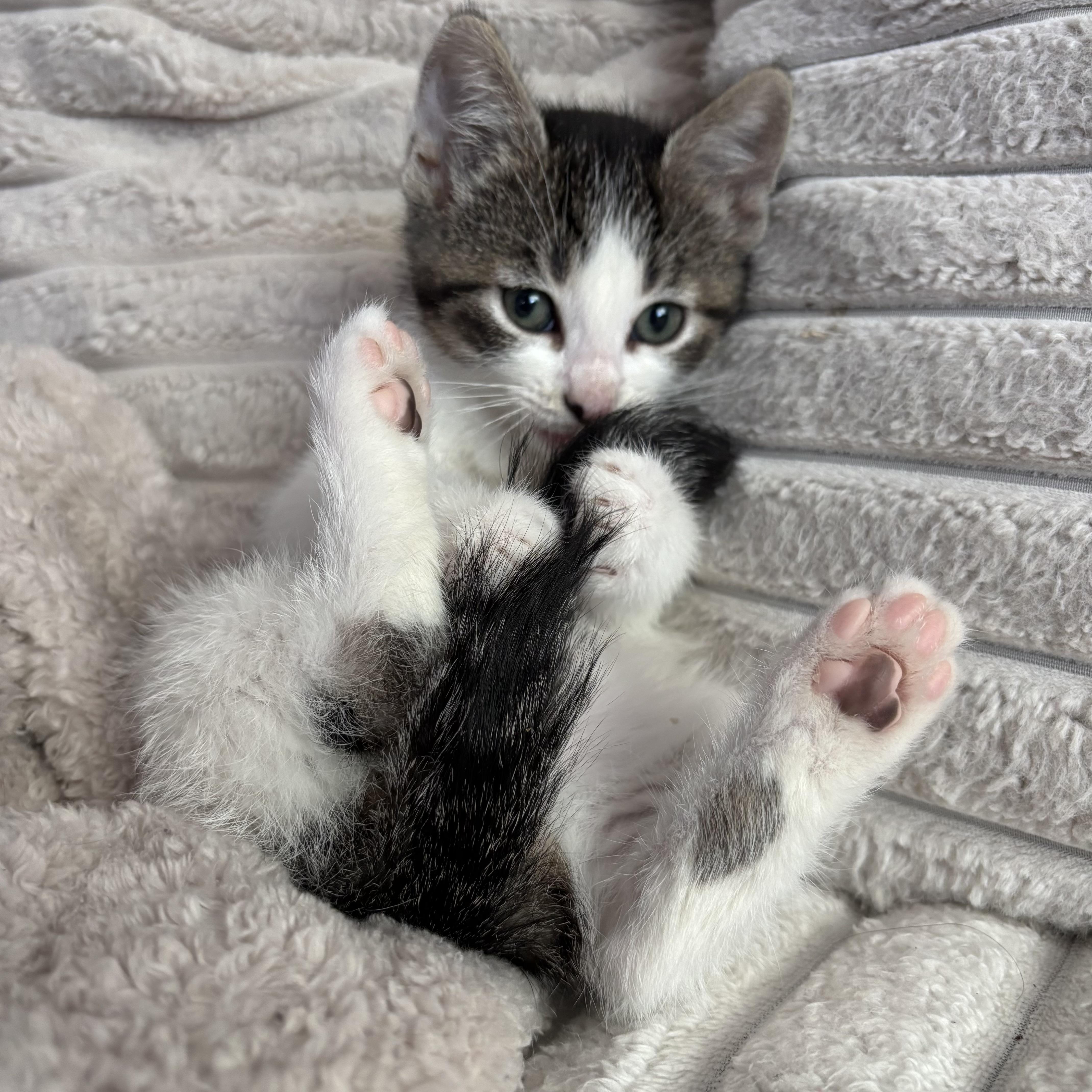 Enlarge Lulu, a ADOPTABLE Domestic Short Hair in Bonney Lake, WA image 2/6