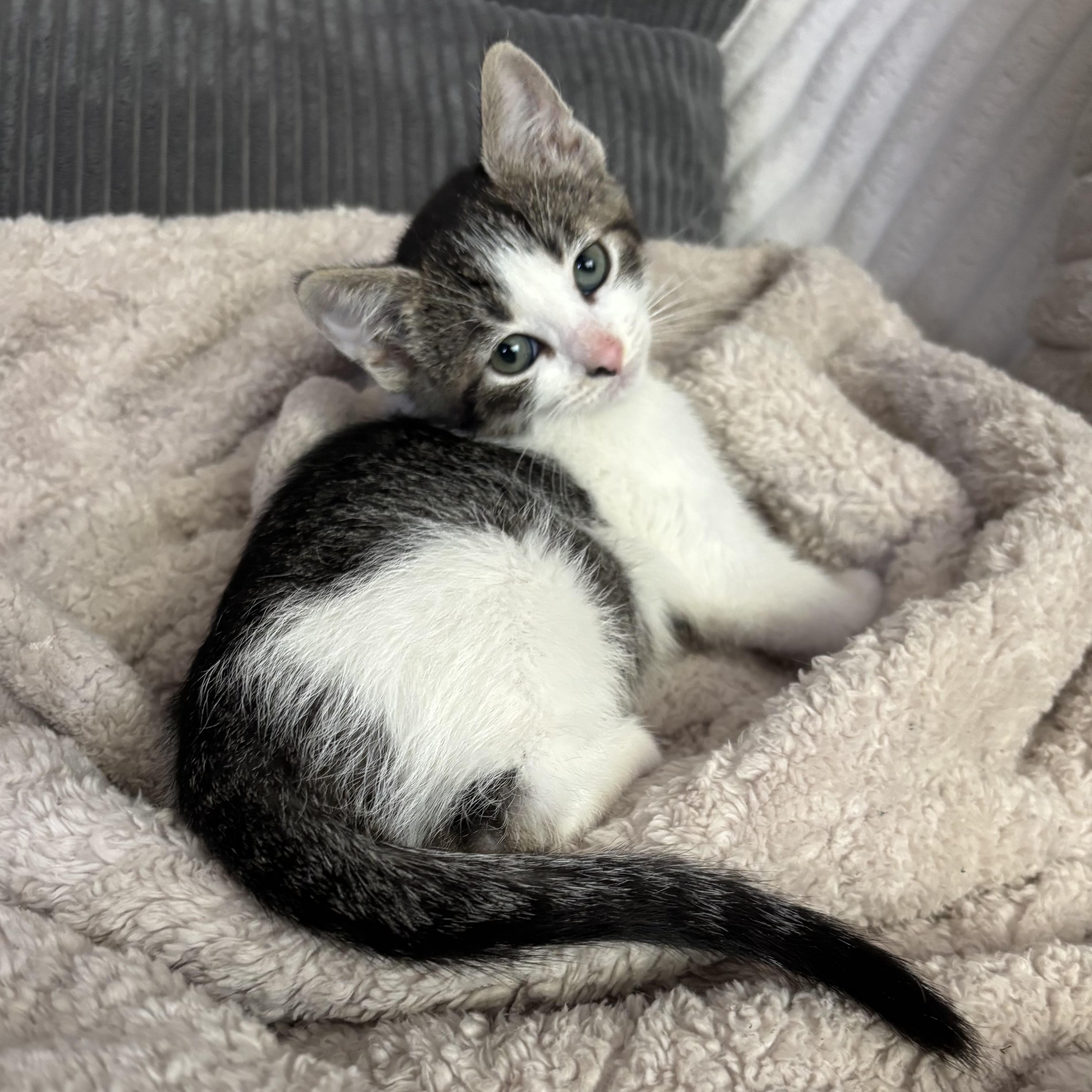 Lulu, ADOPTABLE, Kitten Female Domestic Short Hair.