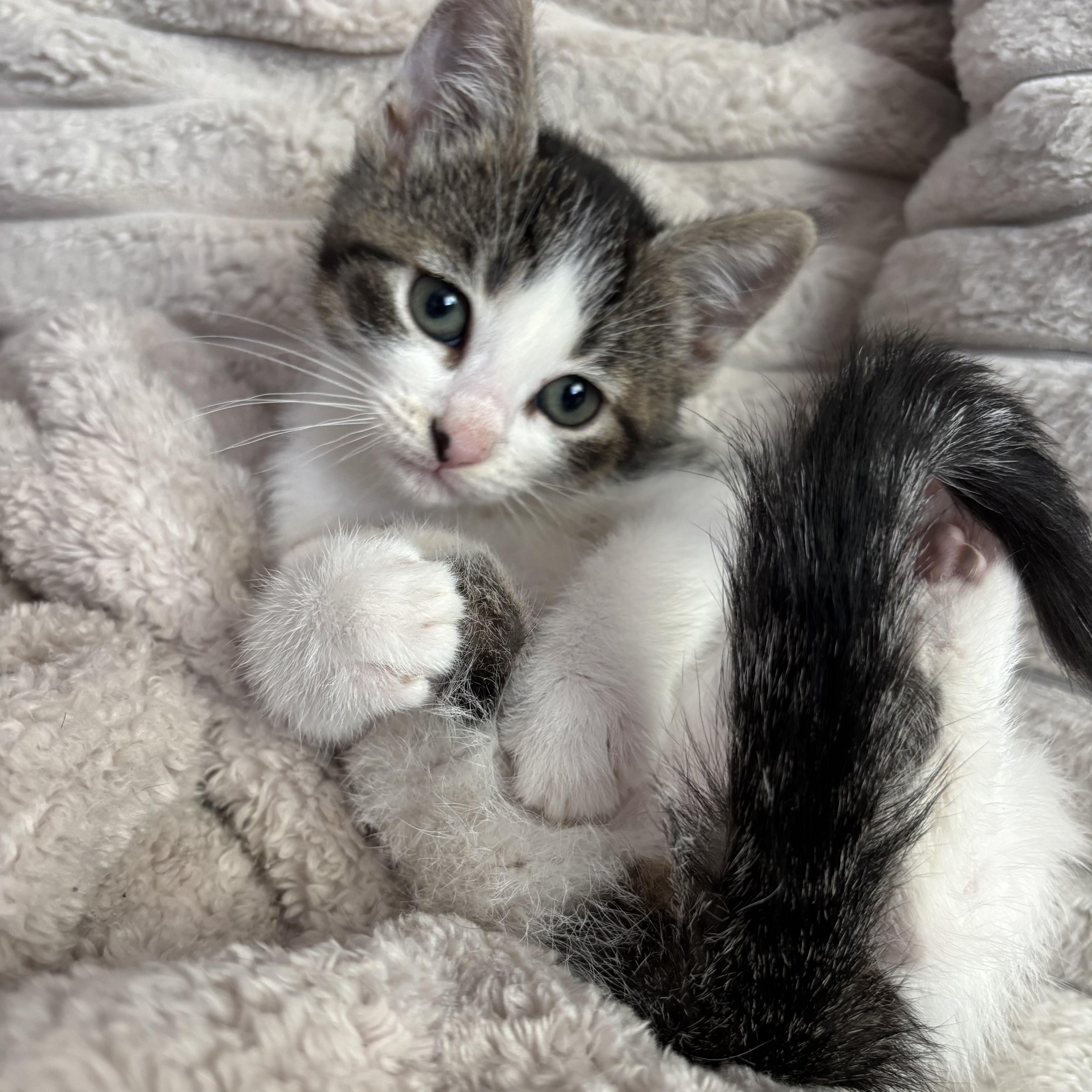 Enlarge Lulu, a ADOPTABLE Domestic Short Hair in Bonney Lake, WA image 4/6