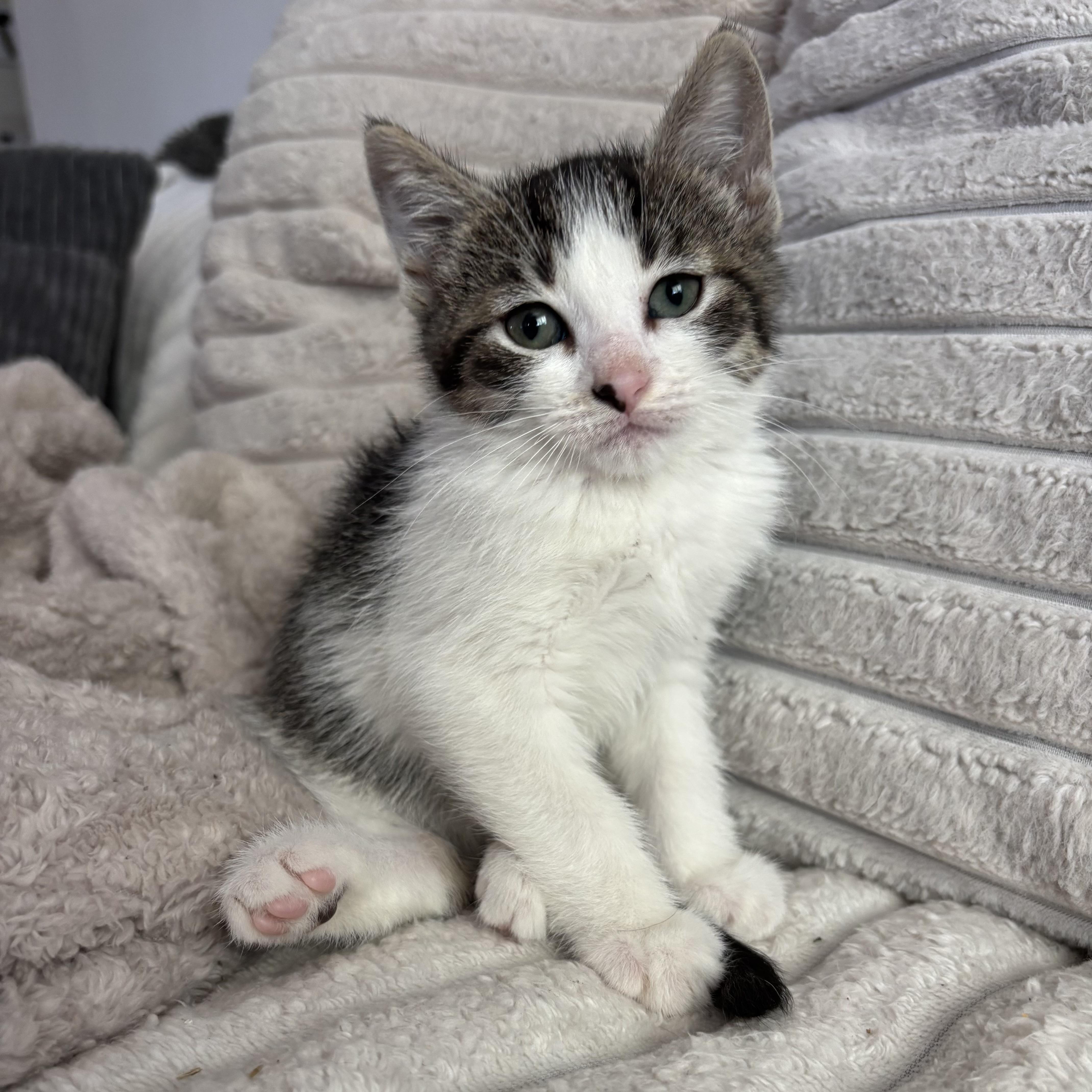 Enlarge Lulu, a ADOPTABLE Domestic Short Hair in Bonney Lake, WA image 6/6