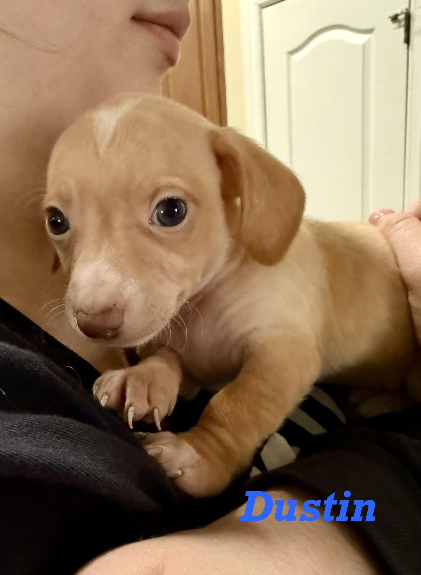 Enlarge Dustin, an adopted mixed breed in Durham, NC image 2/2