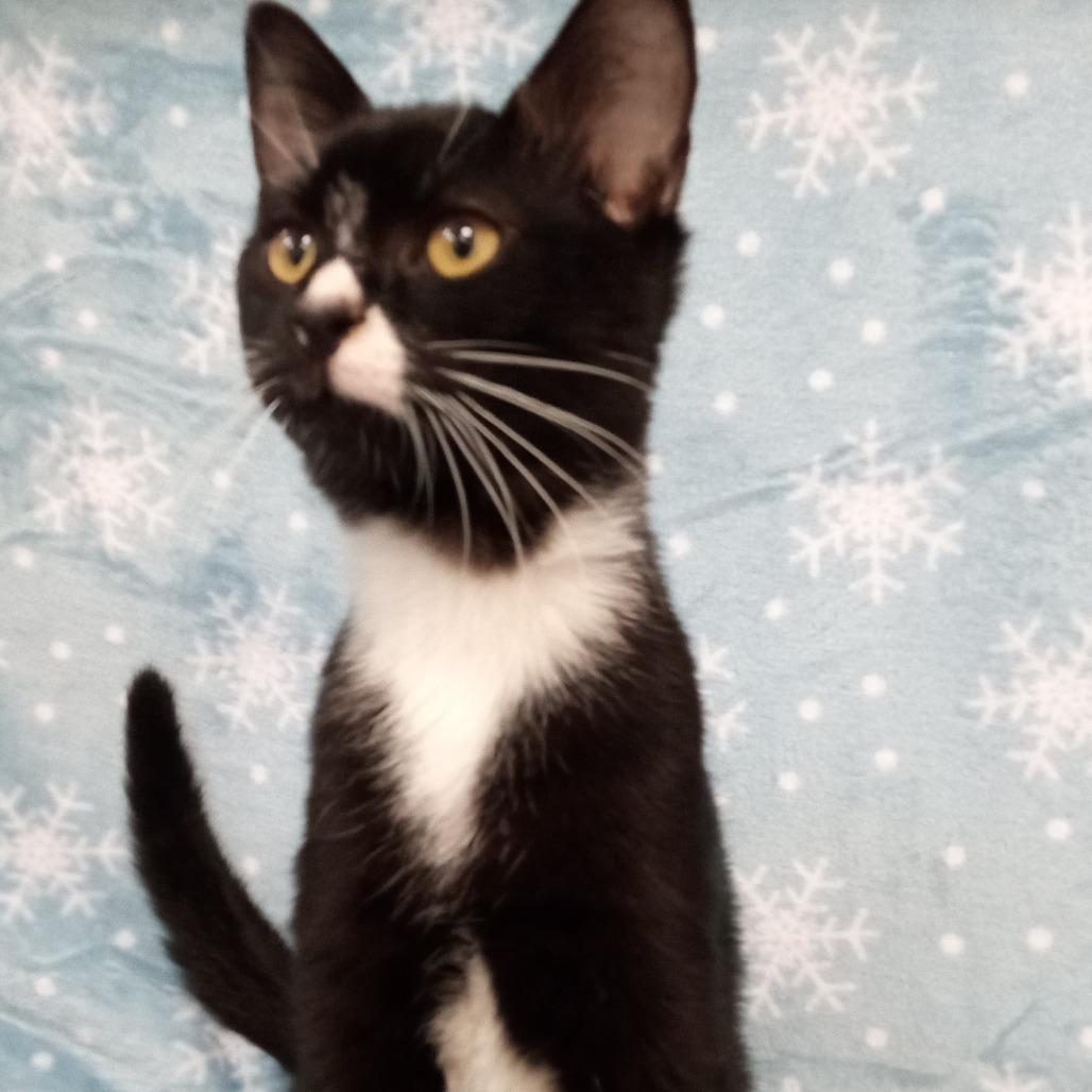 Rito, a Adoptable Domestic Short Hair in Coos Bay, OR image 2/2