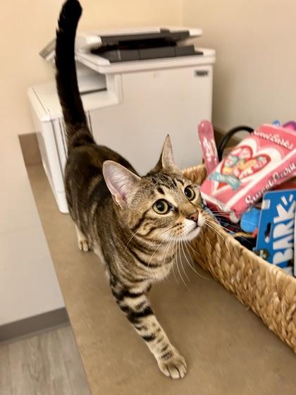 Enlarge Christina, a Adoptable Domestic Short Hair in Downers Grove, IL image 3/3