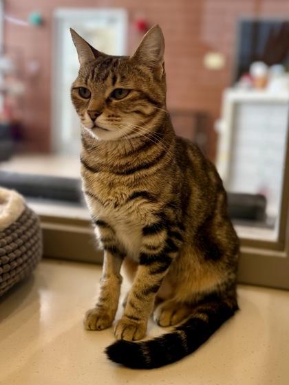 Enlarge Christina, a Adoptable Domestic Short Hair in Downers Grove, IL image 2/3