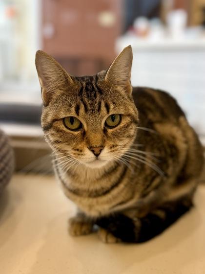 Enlarge Christina, a Adoptable Domestic Short Hair in Downers Grove, IL image 1/3