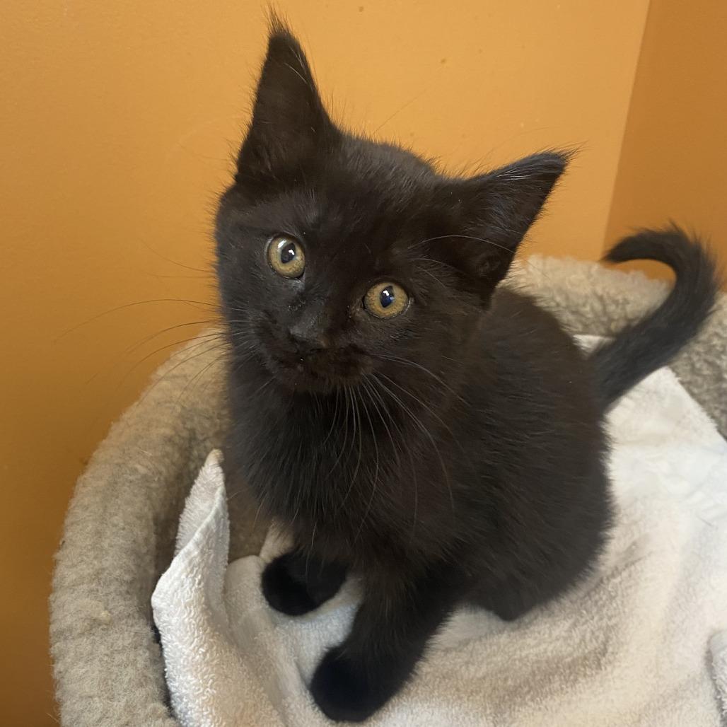 Candy, Adoptable, Kitten Female Domestic Short Hair.