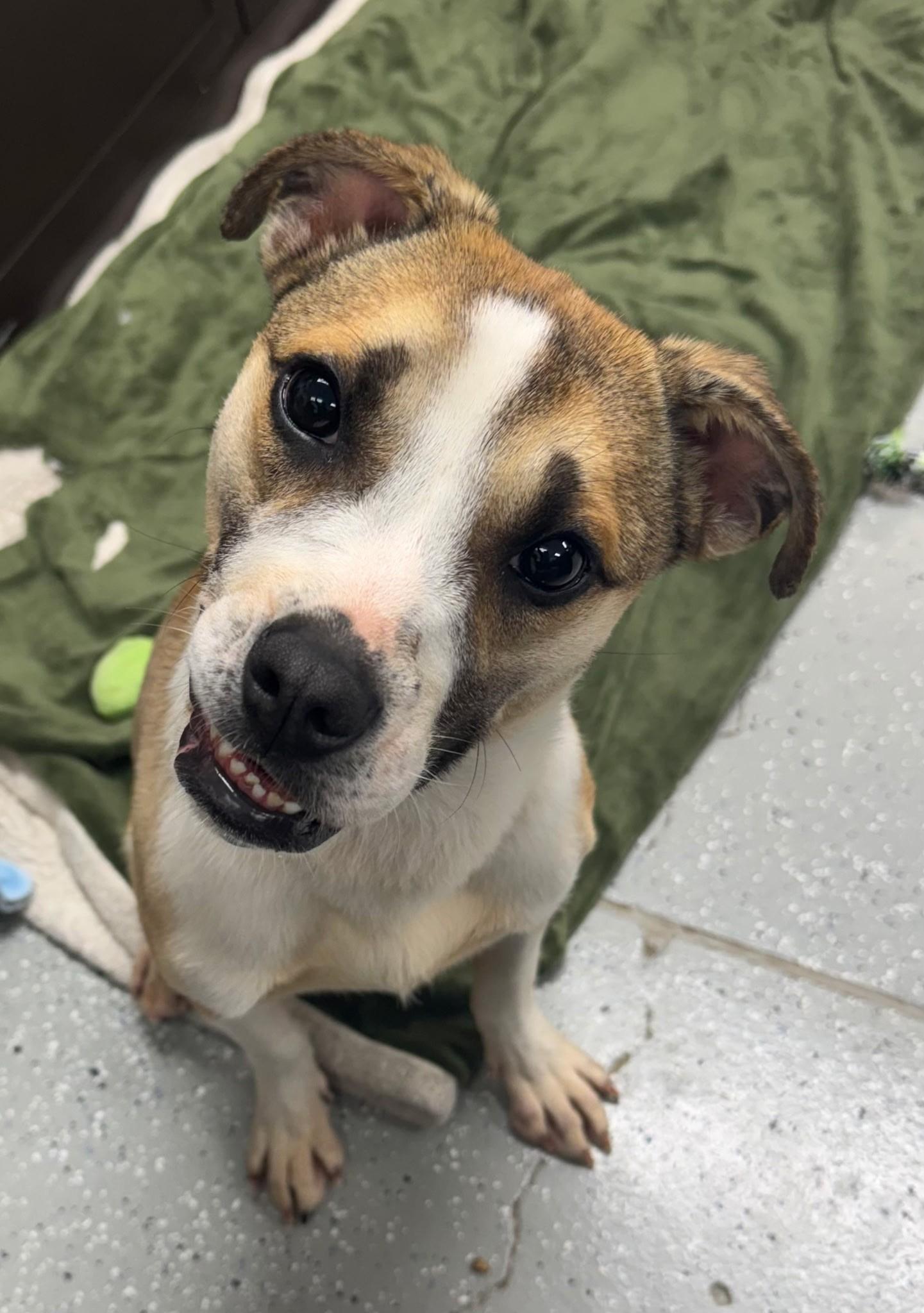 June, a ADOPTABLE Mixed Breed in El Reno, OK image 2/2