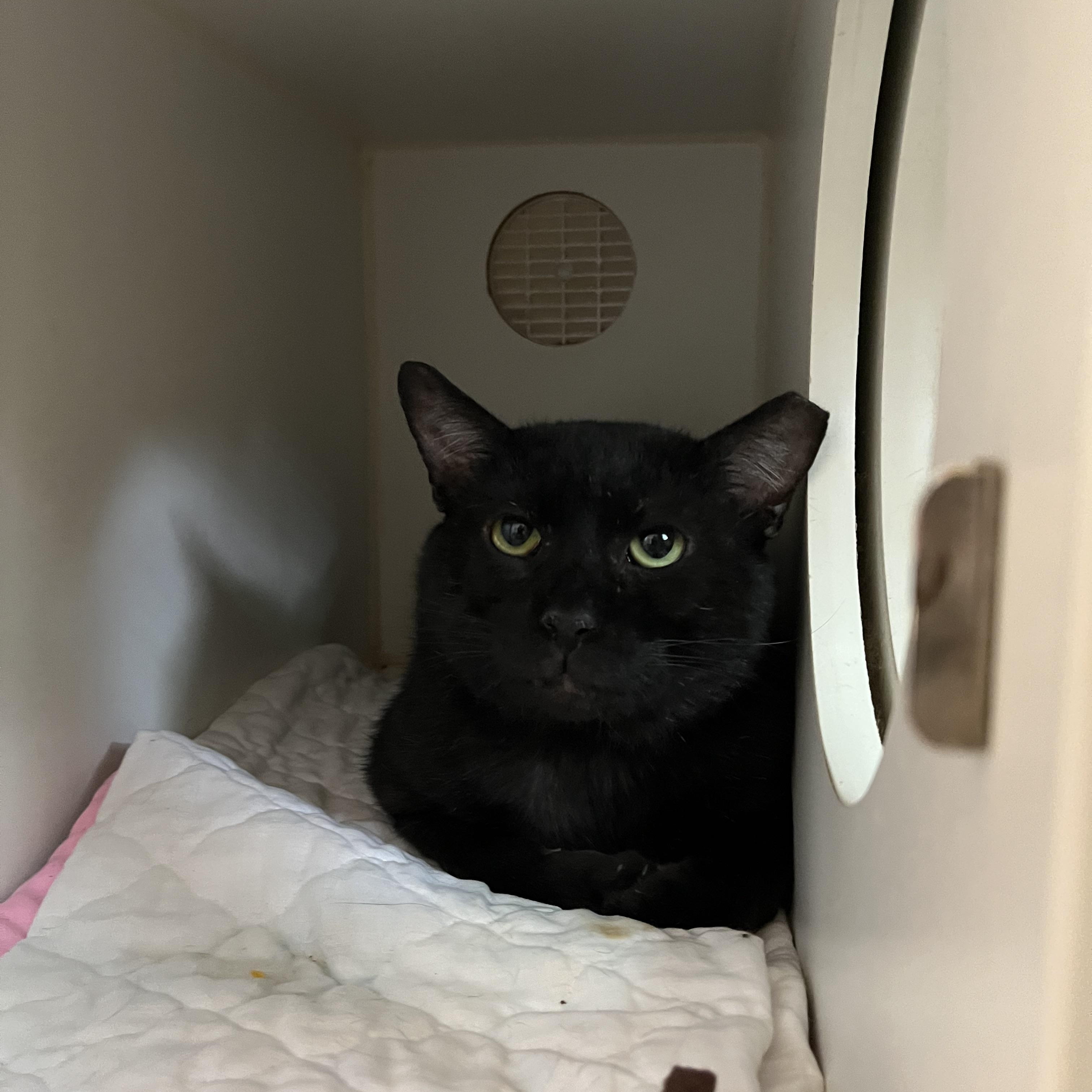 Enlarge TSA, an adopted Domestic Short Hair in Salisbury, MA image 4/6