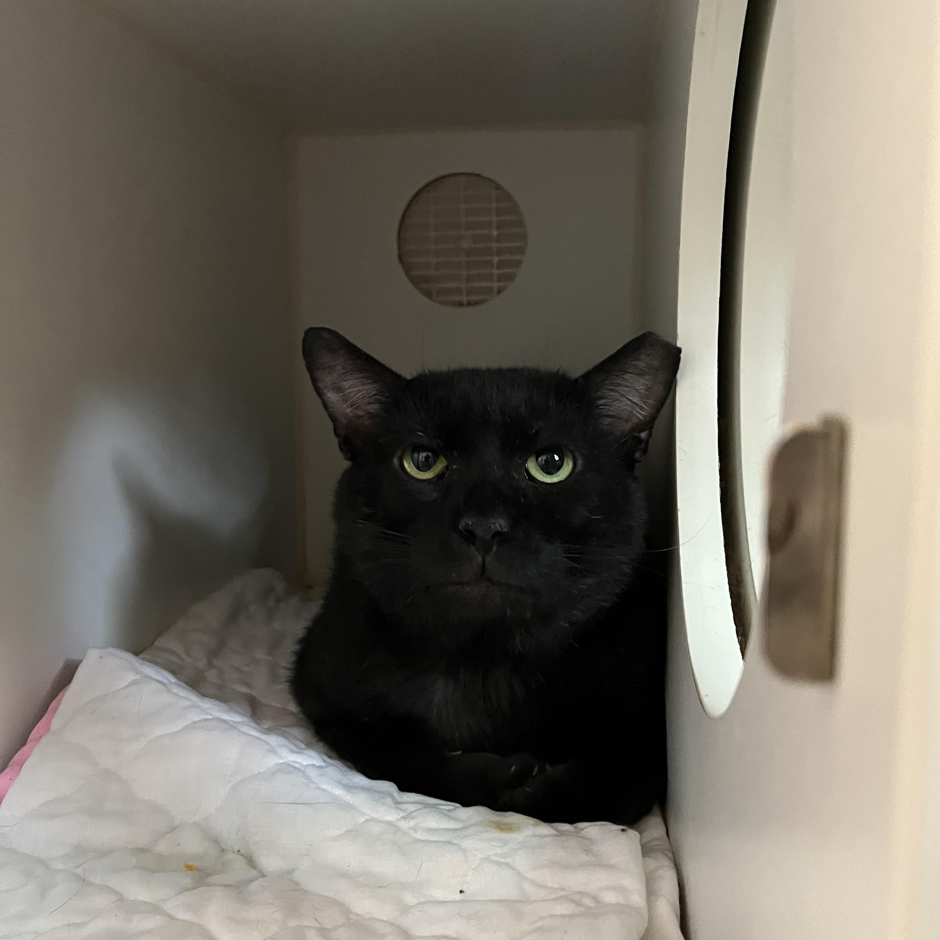 TSA, adopted, Adult Male Domestic Short Hair.
