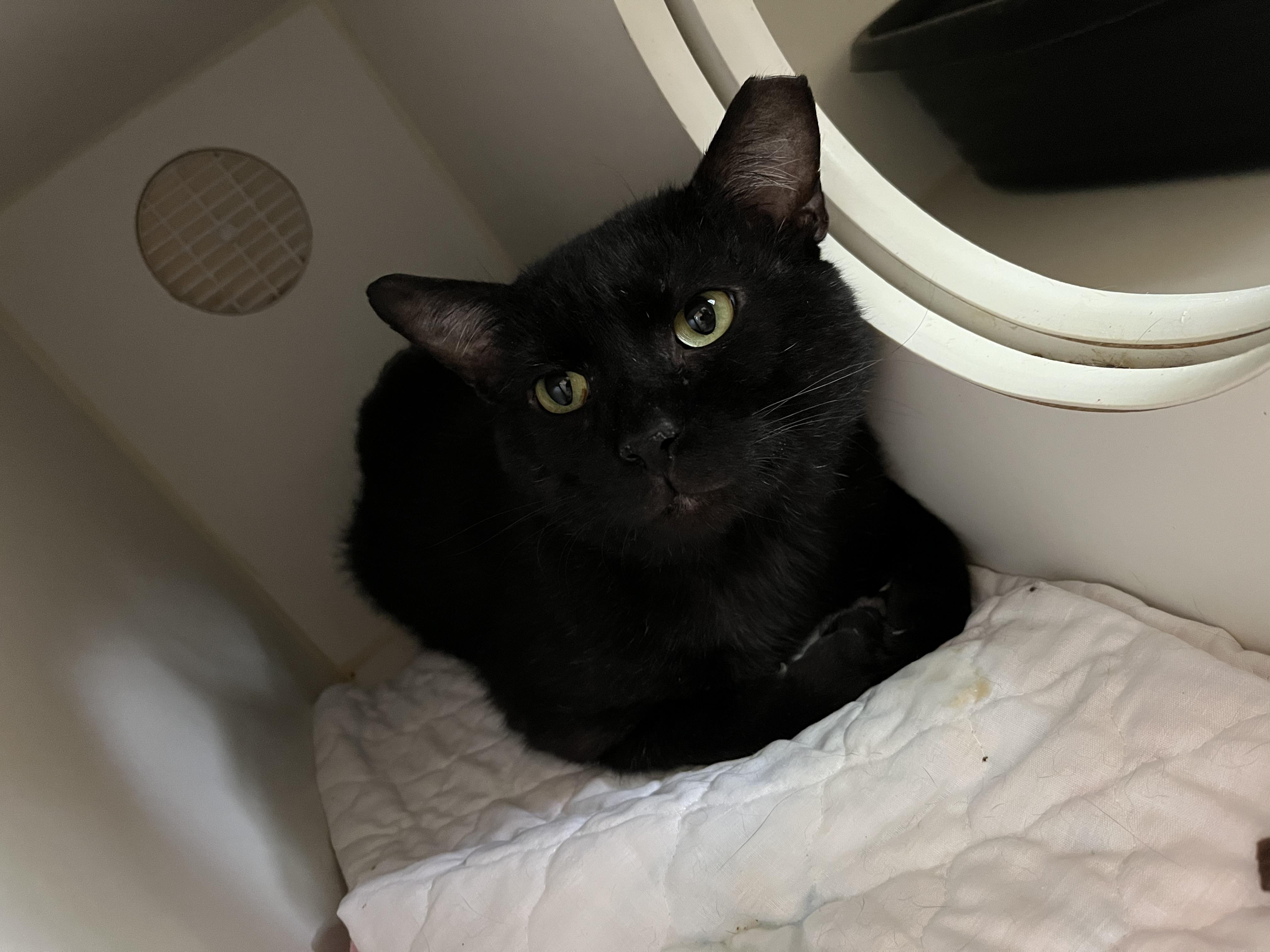 Enlarge TSA, an adopted Domestic Short Hair in Salisbury, MA image 2/6