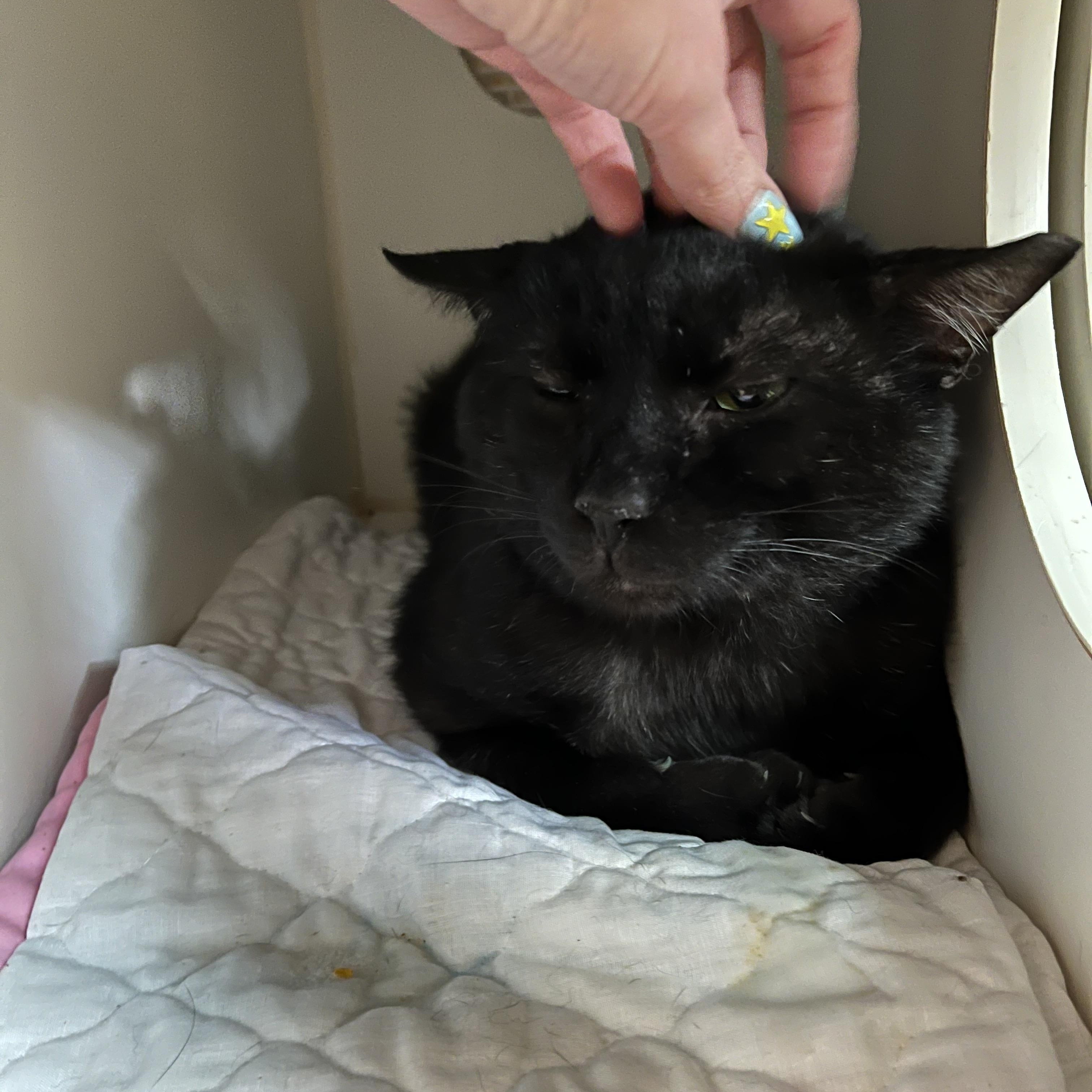 Enlarge TSA, an adopted Domestic Short Hair in Salisbury, MA image 3/6