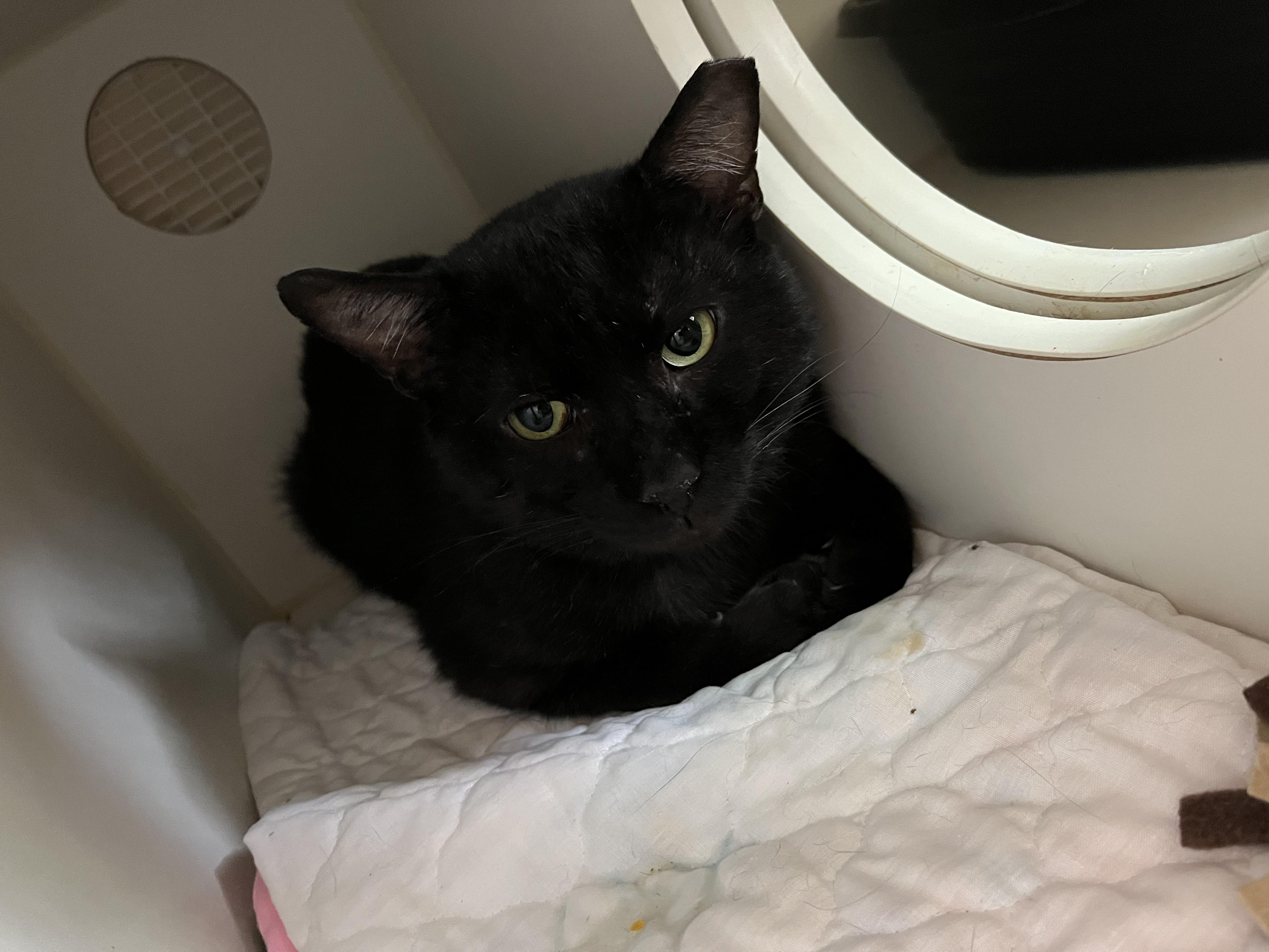 Enlarge TSA, an adopted Domestic Short Hair in Salisbury, MA image 5/6