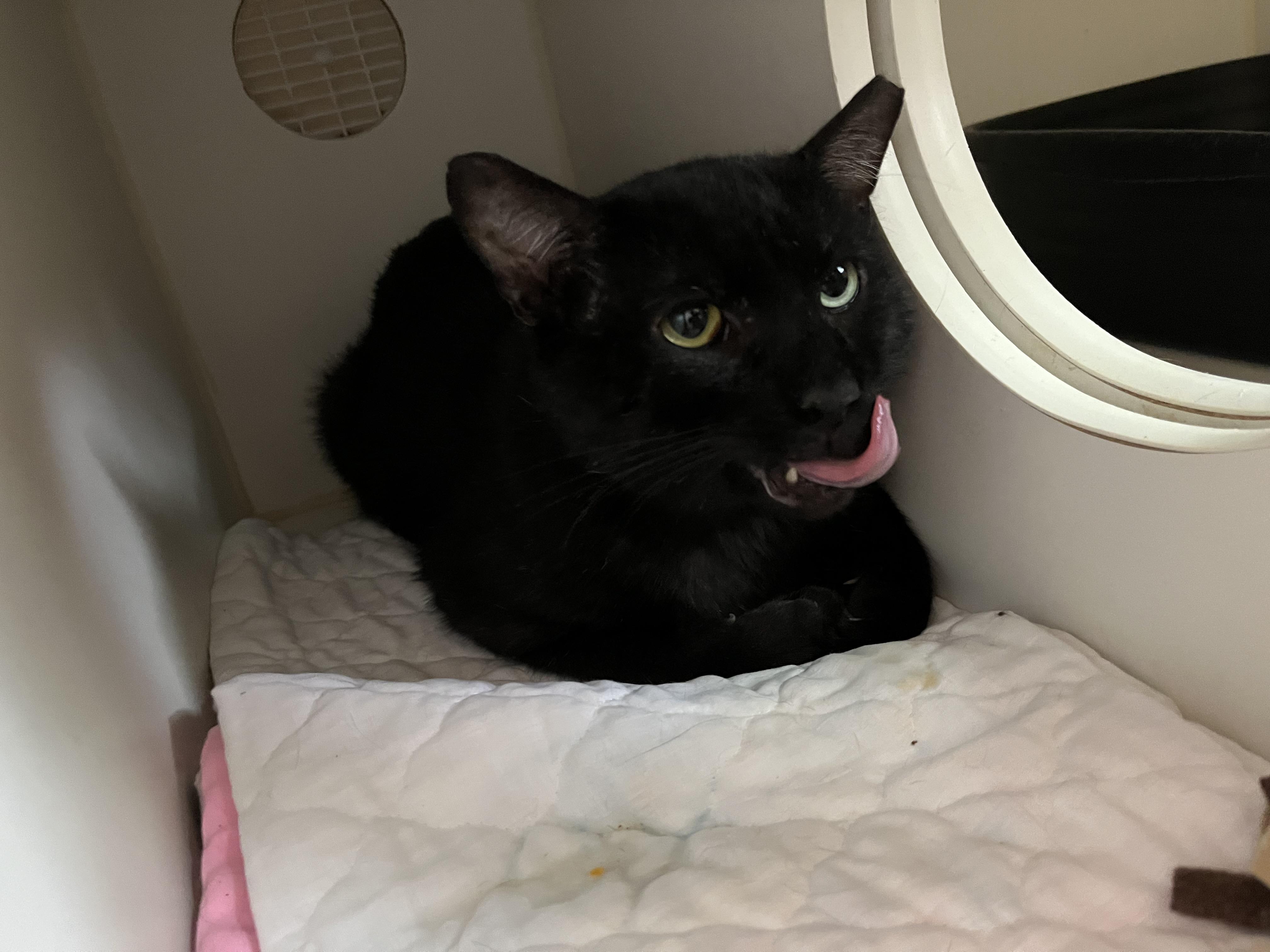 Enlarge TSA, an adopted Domestic Short Hair in Salisbury, MA image 6/6