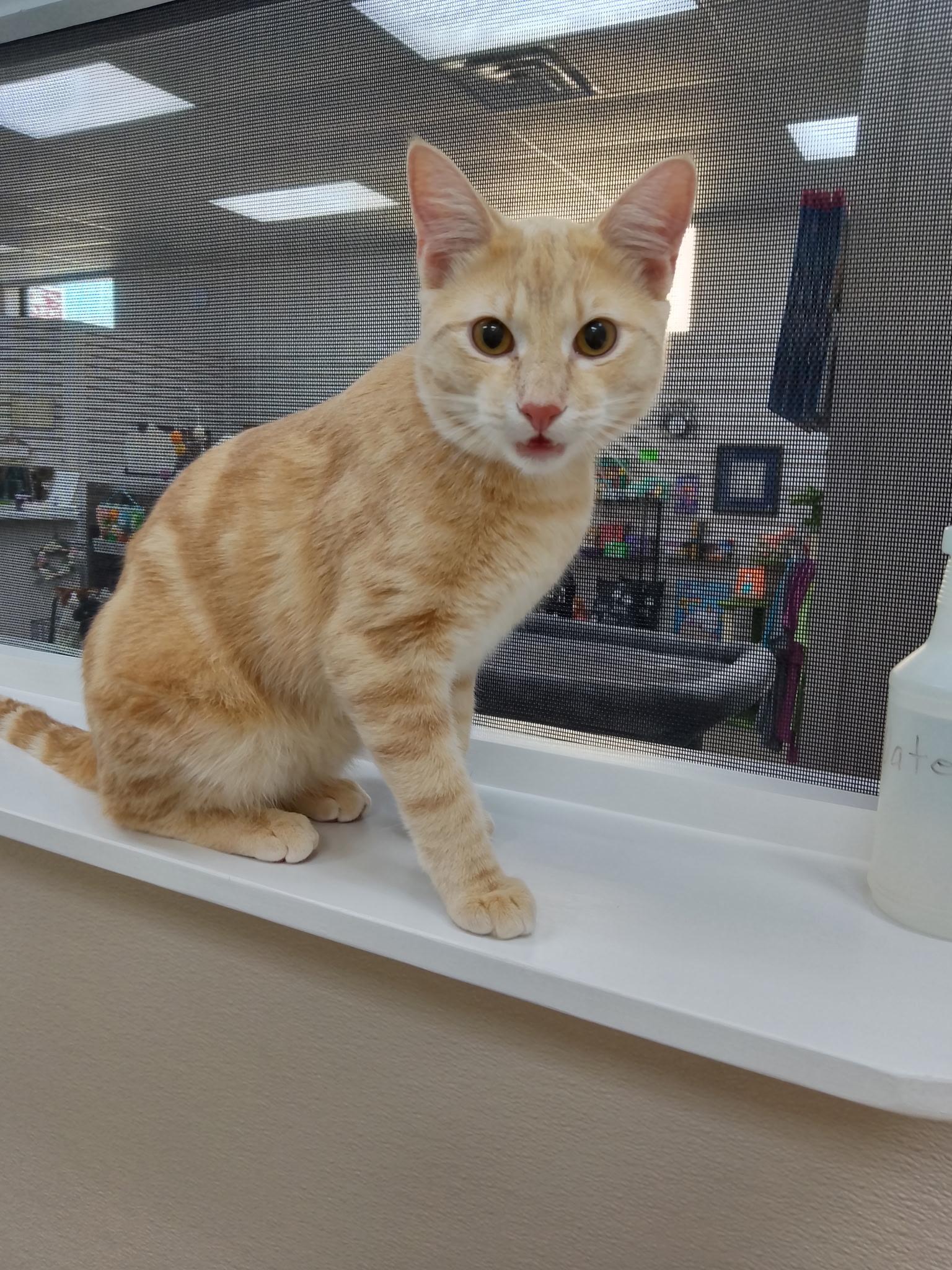 Ben Purr, ADOPTABLE, Kitten Male Domestic Short Hair.