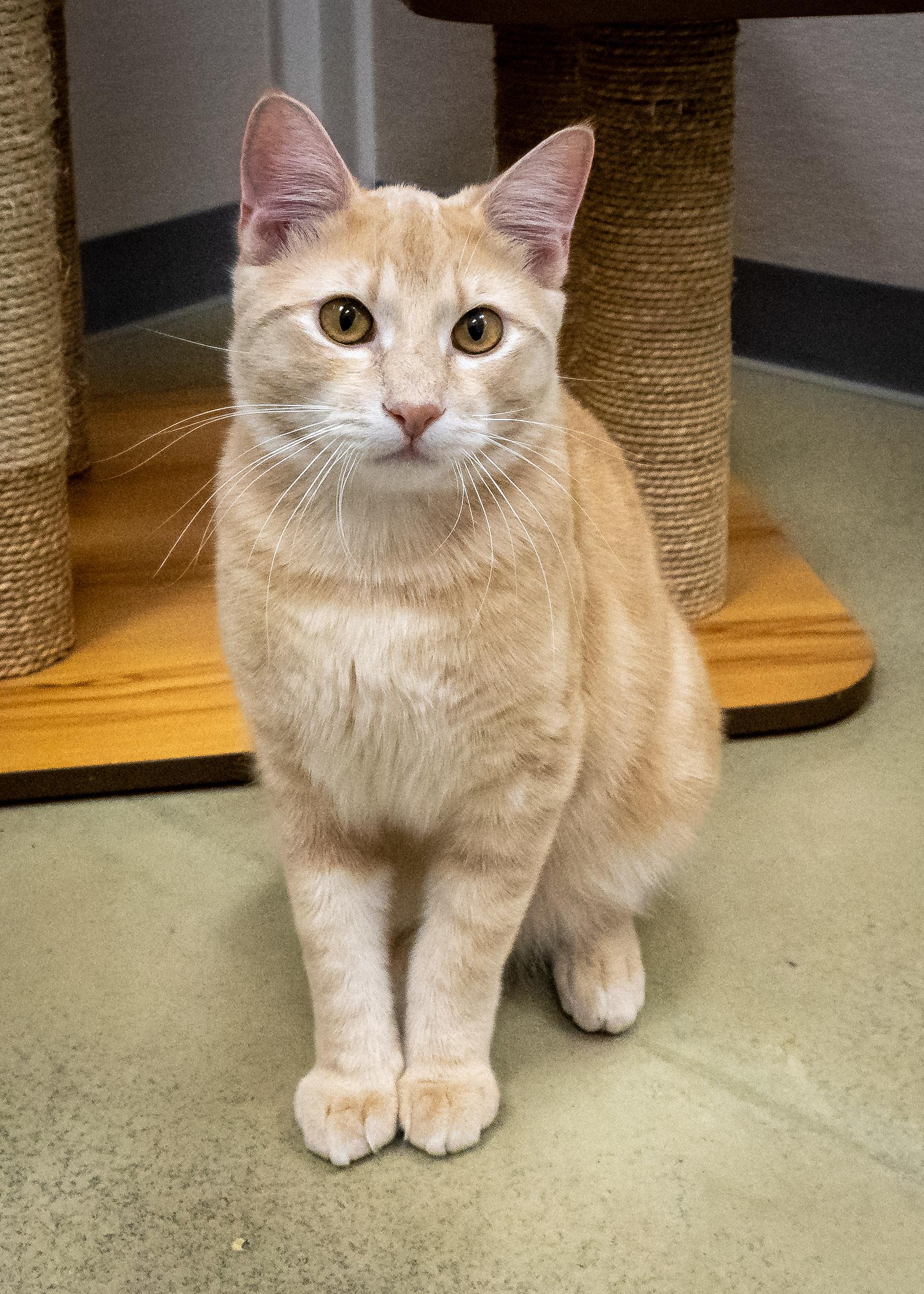 Ben Purr, adopted, Kitten Male Domestic Short Hair.