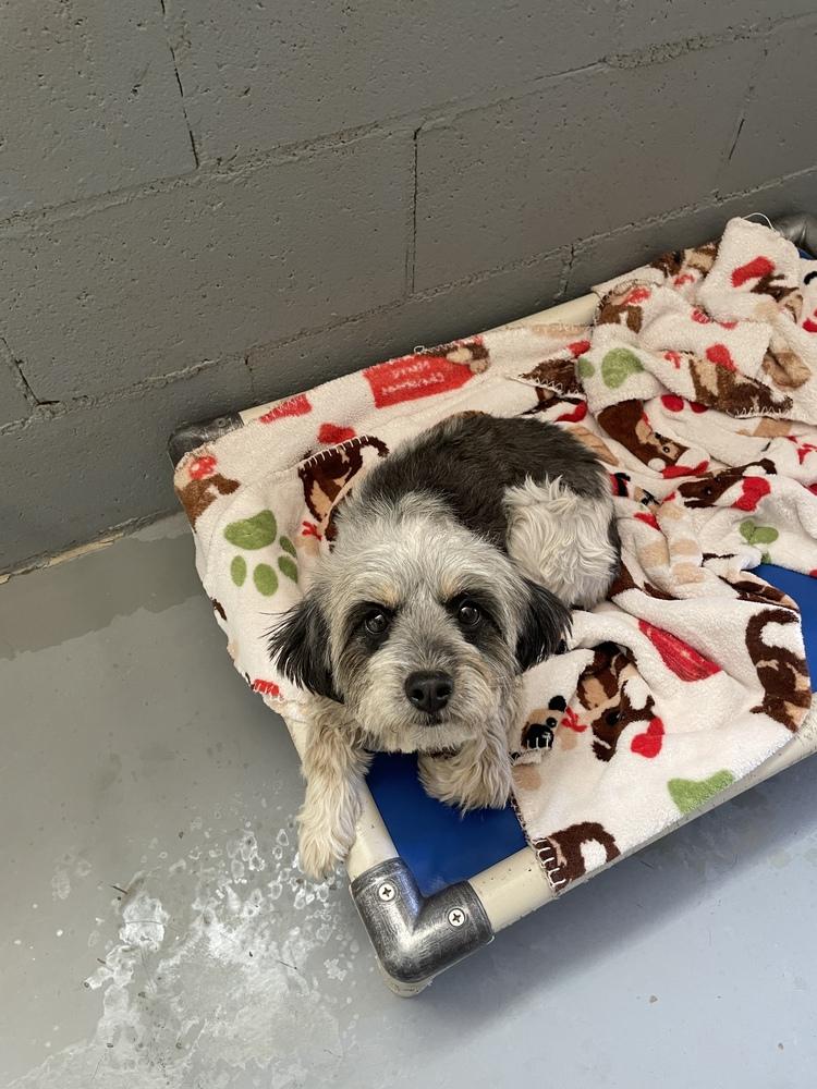 Little Girl, Adopted, Adult Female Shih Tzu.