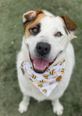 Leche, Adoptable, Adult Male Boxer & Siberian Husky.