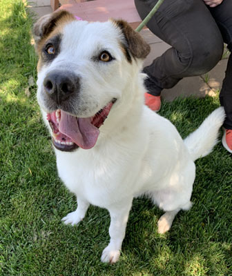 Enlarge Leche, a Adoptable mixed breed in Santa Paula, CA image 10/12