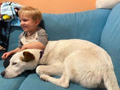 Enlarge Leche, a Adoptable mixed breed in Santa Paula, CA image 11/12