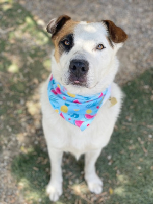 Enlarge Leche, a Adoptable mixed breed in Santa Paula, CA image 12/12