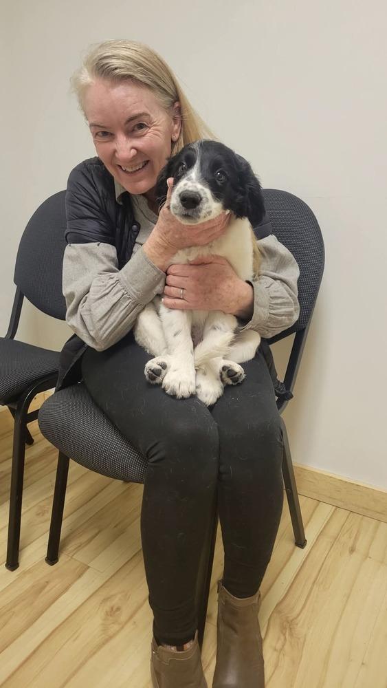 Magnolia, Adopted, Puppy Female Border Collie & Australian Cattle Dog / Blue Heeler.