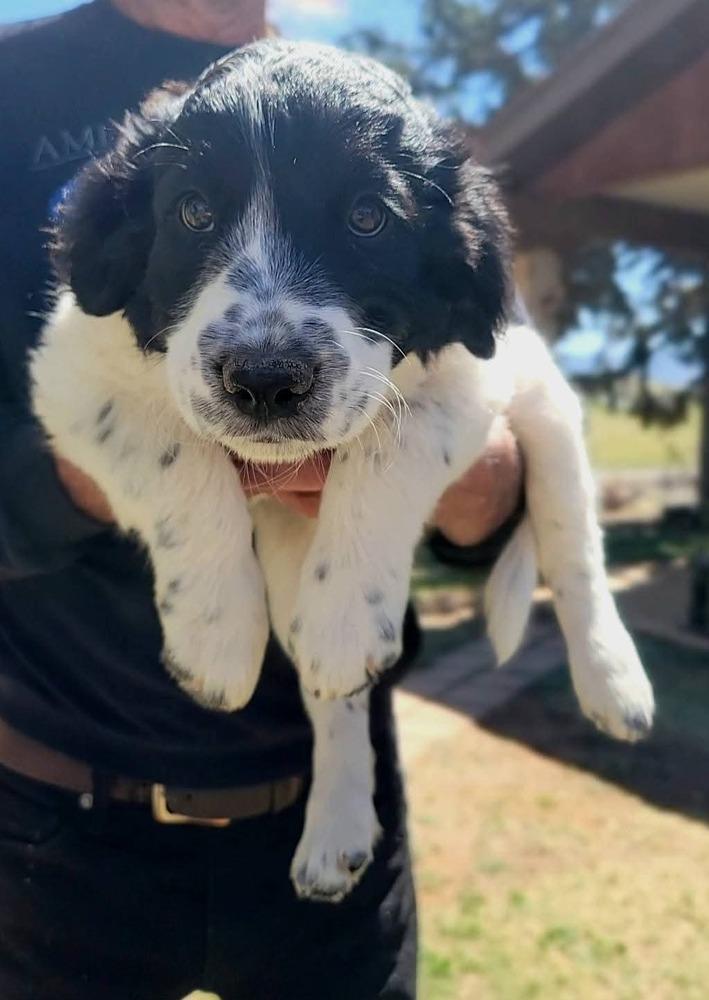 Enlarge Magnolia, a Adopted mixed breed in Cortez, CO image 2/2