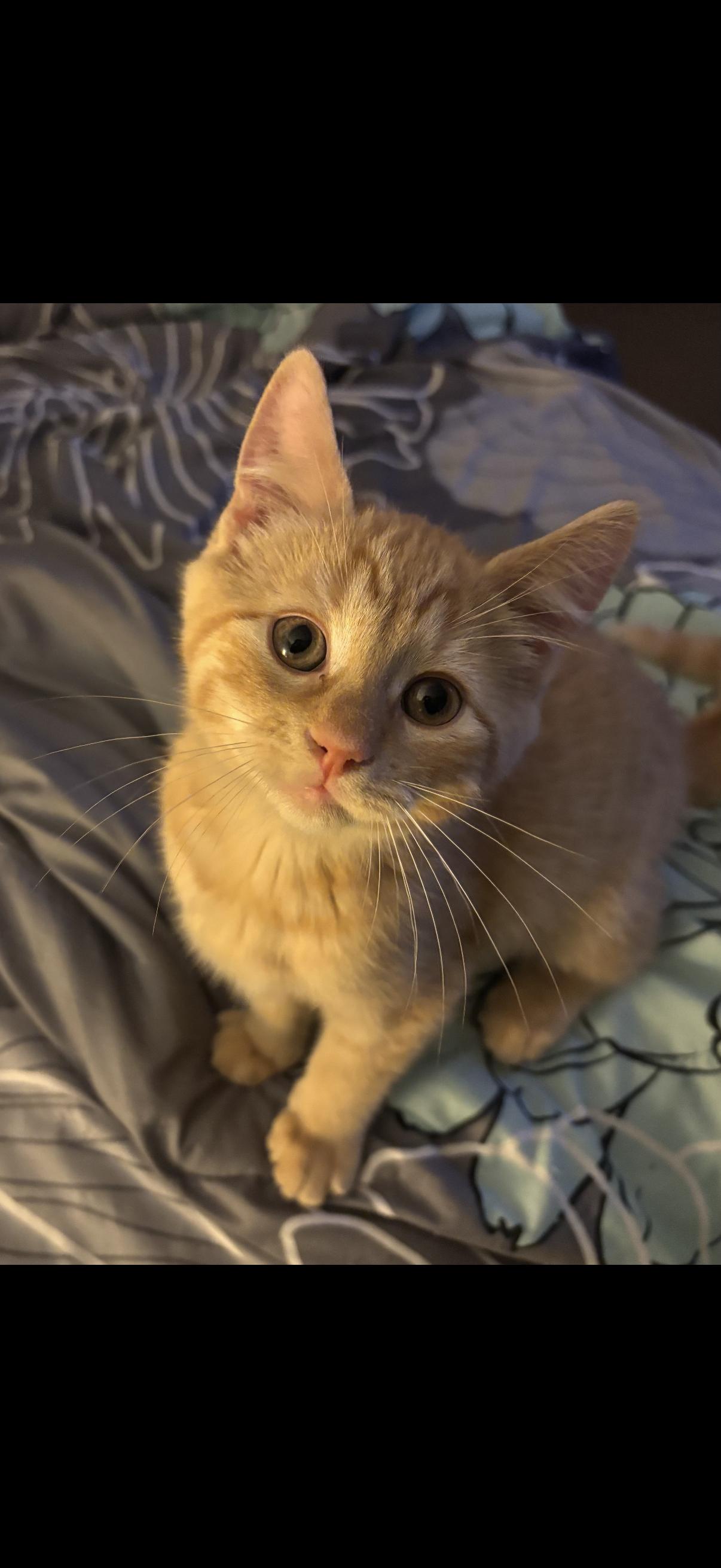 Benedict ( Benny ), ADOPTABLE, Kitten Male American Shorthair.