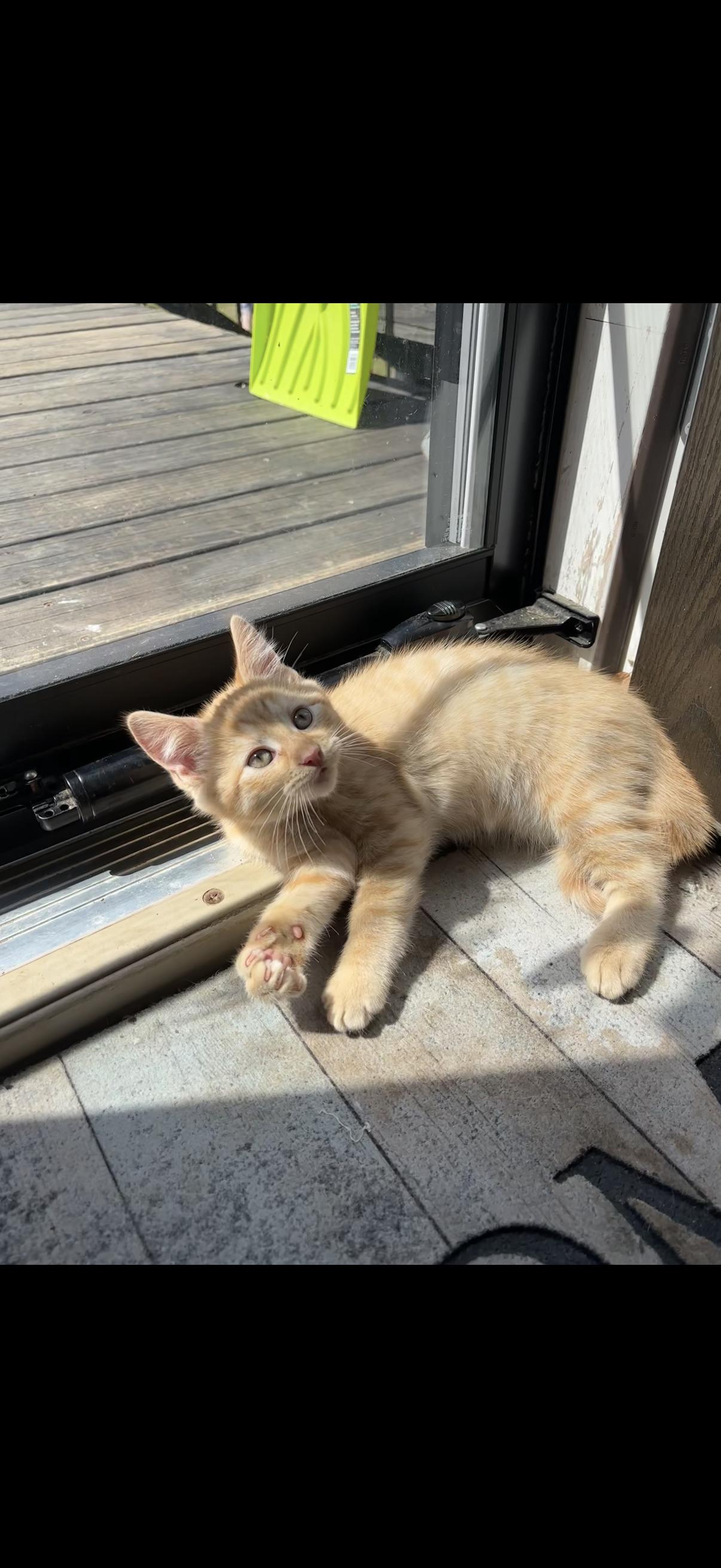 Benedict ( Benny ), a ADOPTABLE American Shorthair in Johnstown, NY image 4/5