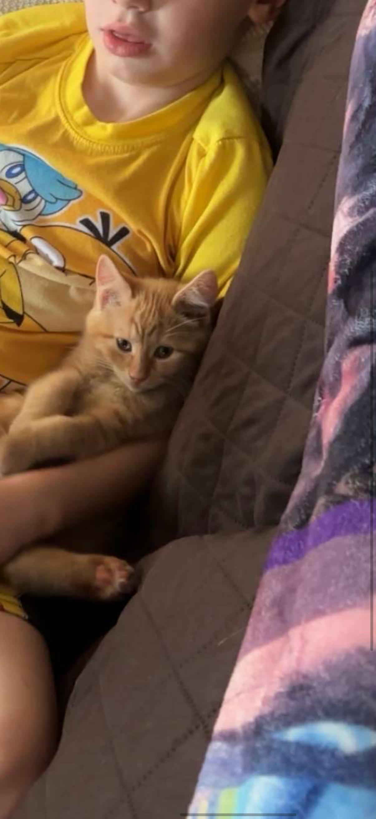 Benedict ( Benny ), a ADOPTABLE American Shorthair in Johnstown, NY image 5/5