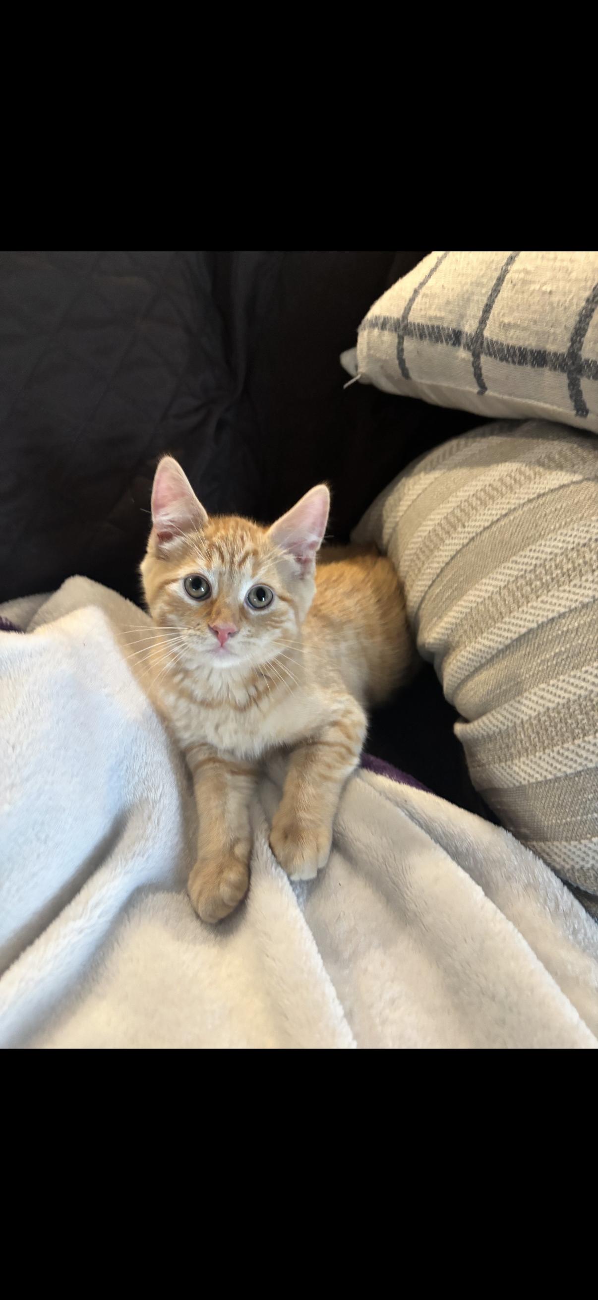 Benedict ( Benny ), a ADOPTABLE American Shorthair in Johnstown, NY image 2/5