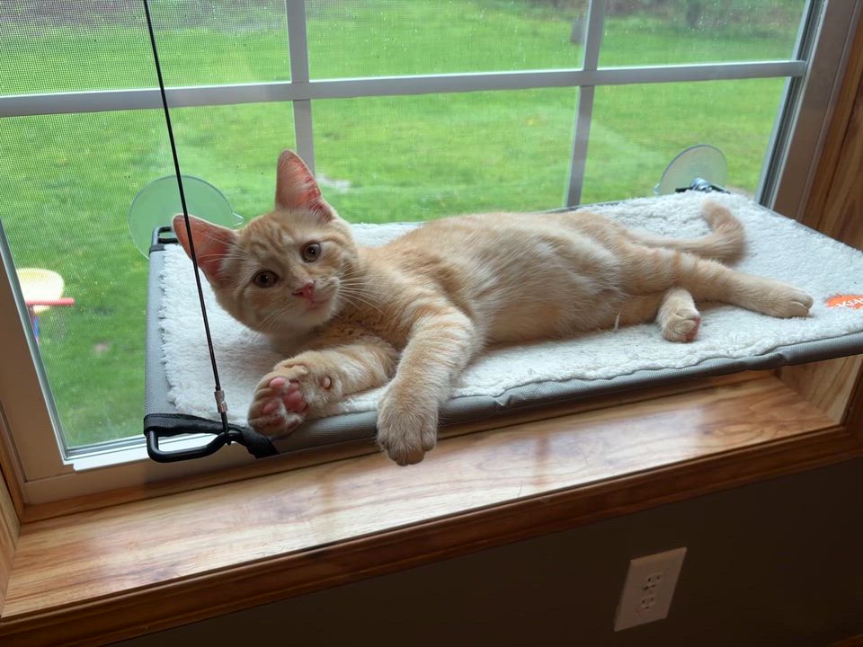 Enlarge Benedict ( Benny ), a ADOPTABLE American Shorthair in Johnstown, NY video 3/5