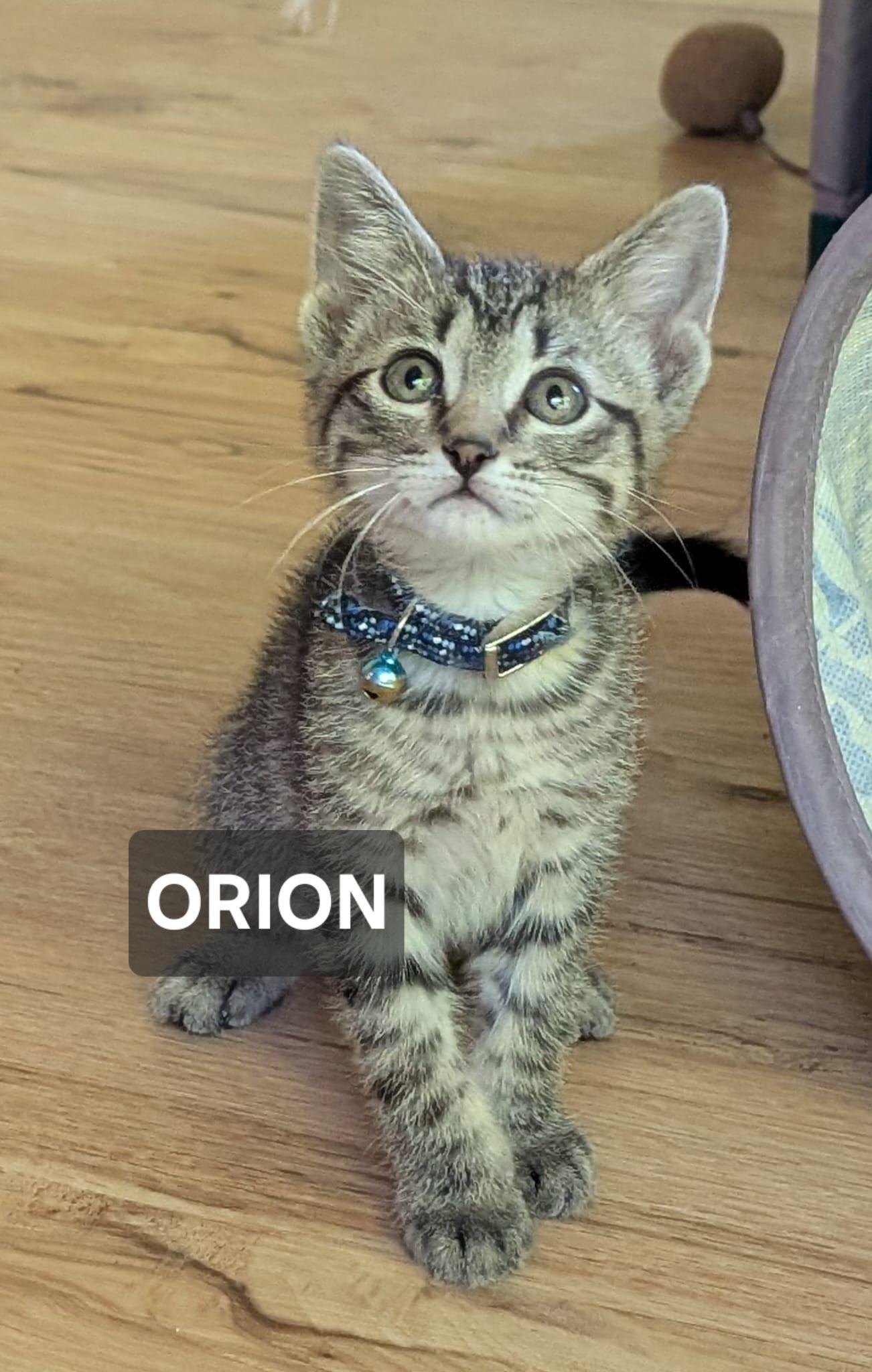 Orion, ADOPTABLE, Young Male Tabby.
