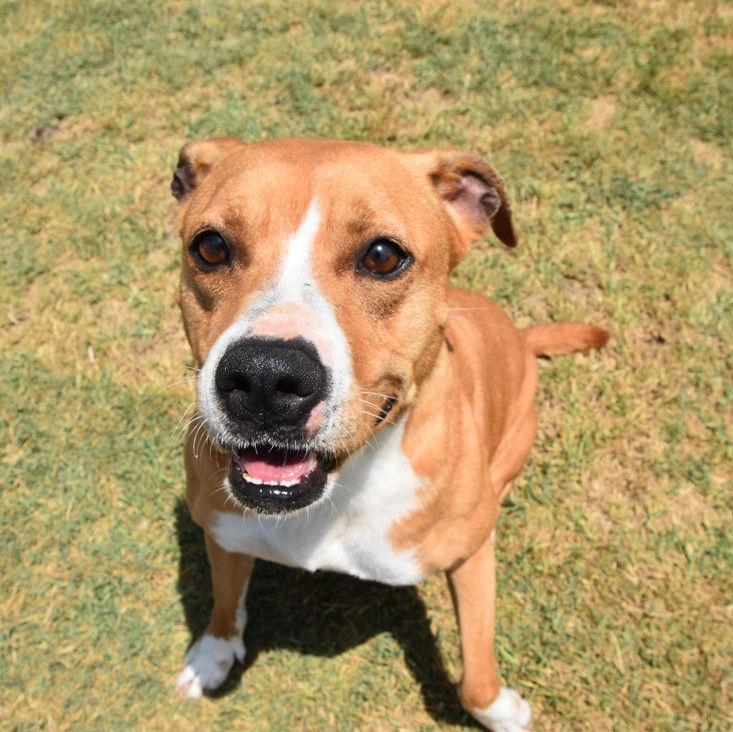 Lucy, a Adoptable Pit Bull Terrier in Gun Barrel City, TX image 2/6