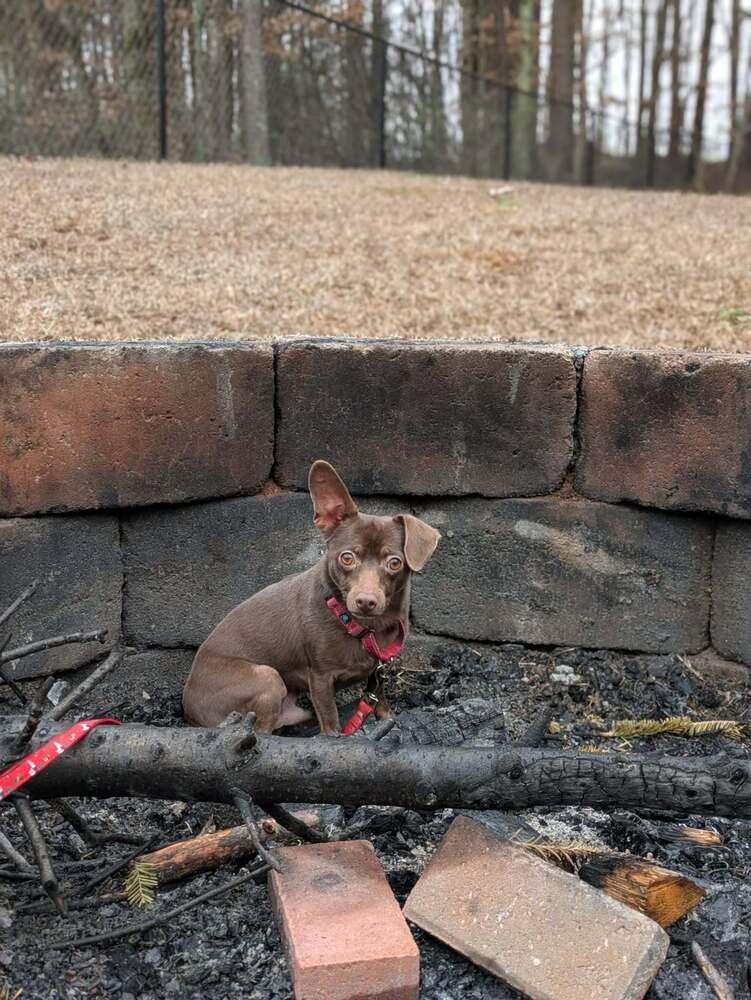 Lindor, Adoptable, Young Male Dachshund & Chihuahua.