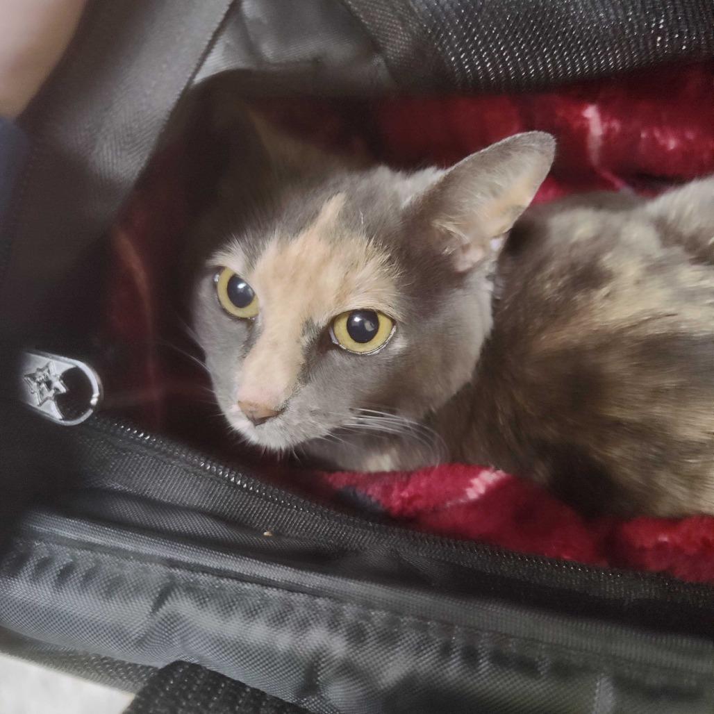 Periwinkle, Adoptable, Senior Female Domestic Short Hair.
