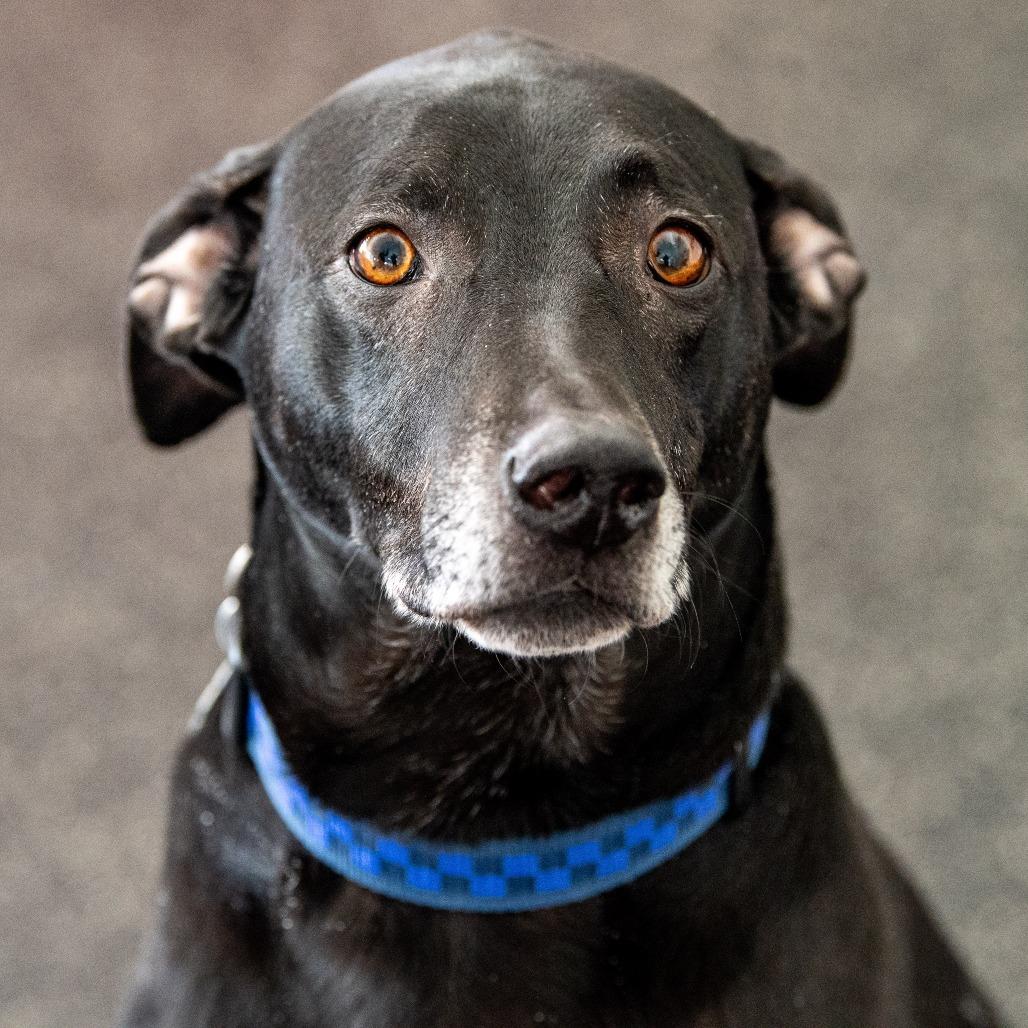 Enlarge Rosco, a Adoptable Mixed Breed in Kennebunk, ME image 1/6